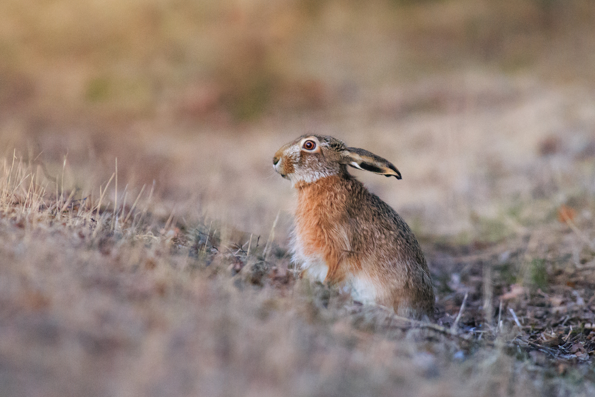 Canon EOS 6D + Canon EF 300mm f/2.8L + 2x sample photo. Scared photography