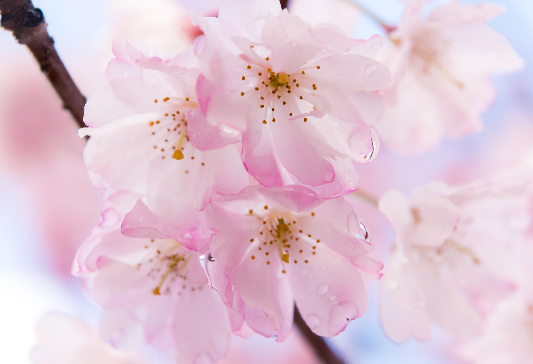 Nikon AF-S Micro-Nikkor 60mm F2.8G ED sample photo. Pink flowers after rain 1 photography