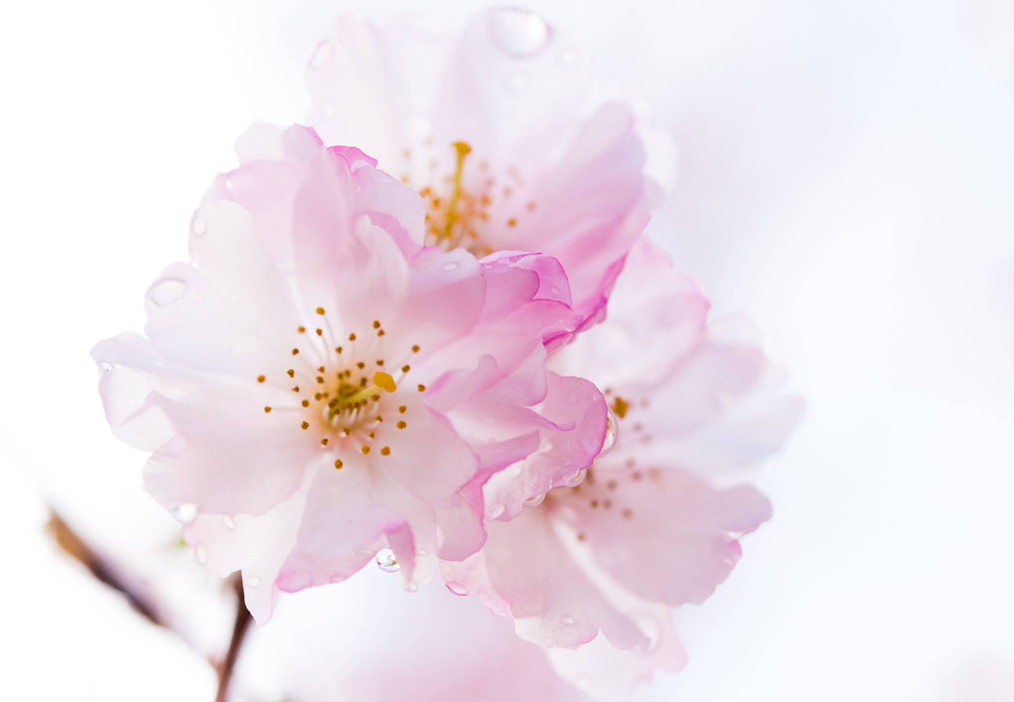 Nikon AF-S Micro-Nikkor 60mm F2.8G ED sample photo. Pink flowers after rain 2 photography