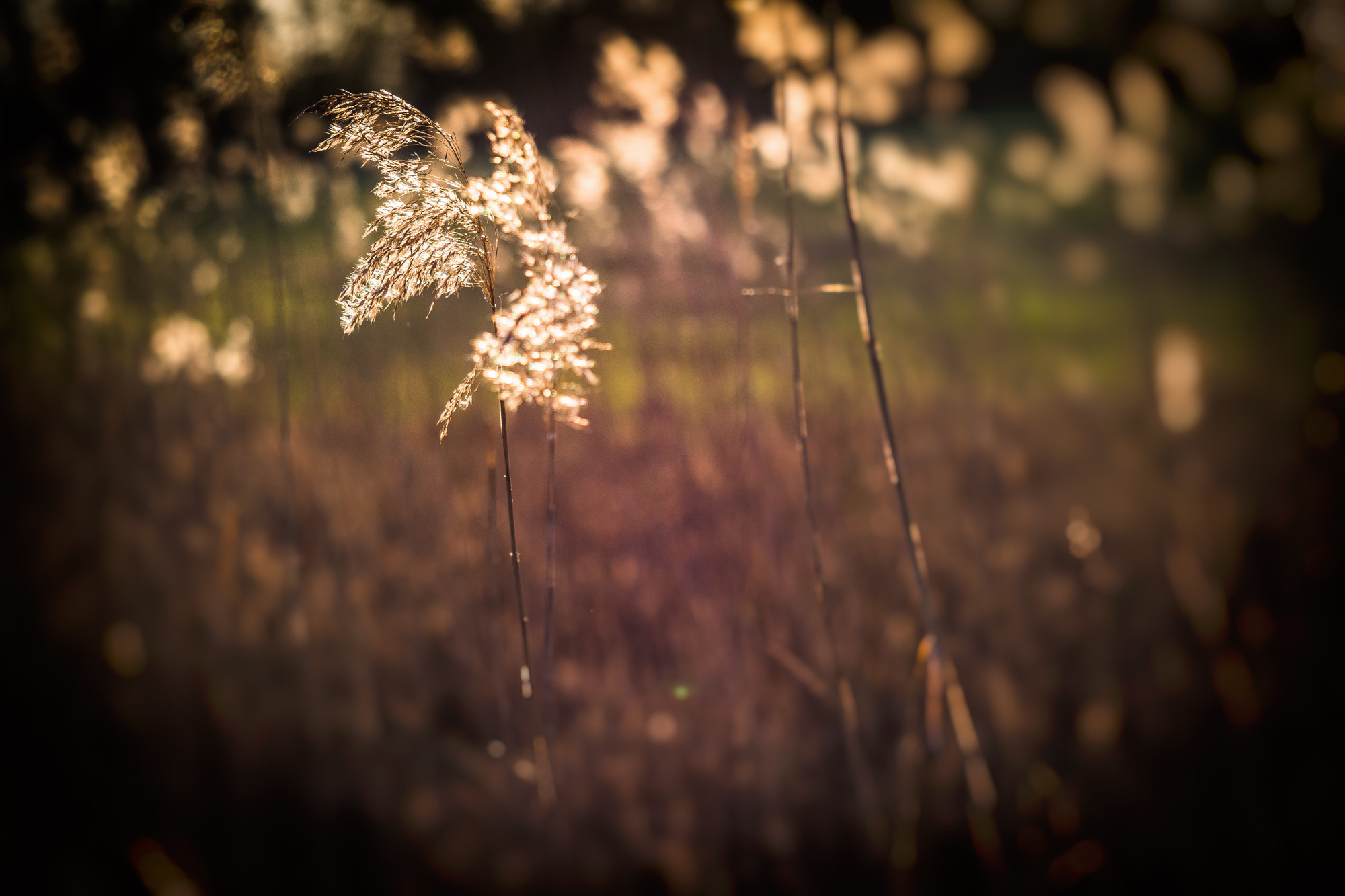 Olympus M.Zuiko Digital ED 60mm F2.8 Macro sample photo. Golden hour photography