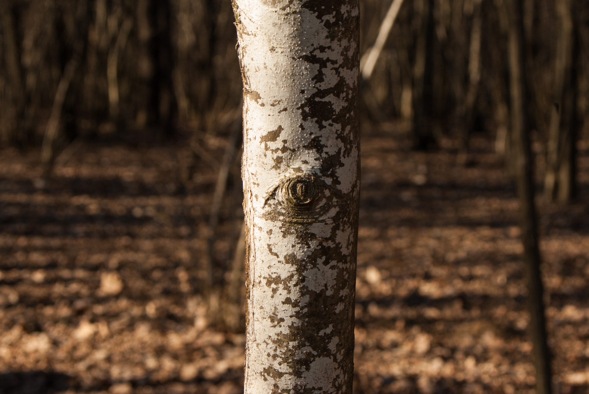 Pentax K10D + A Series Lens sample photo. Wooden eye photography