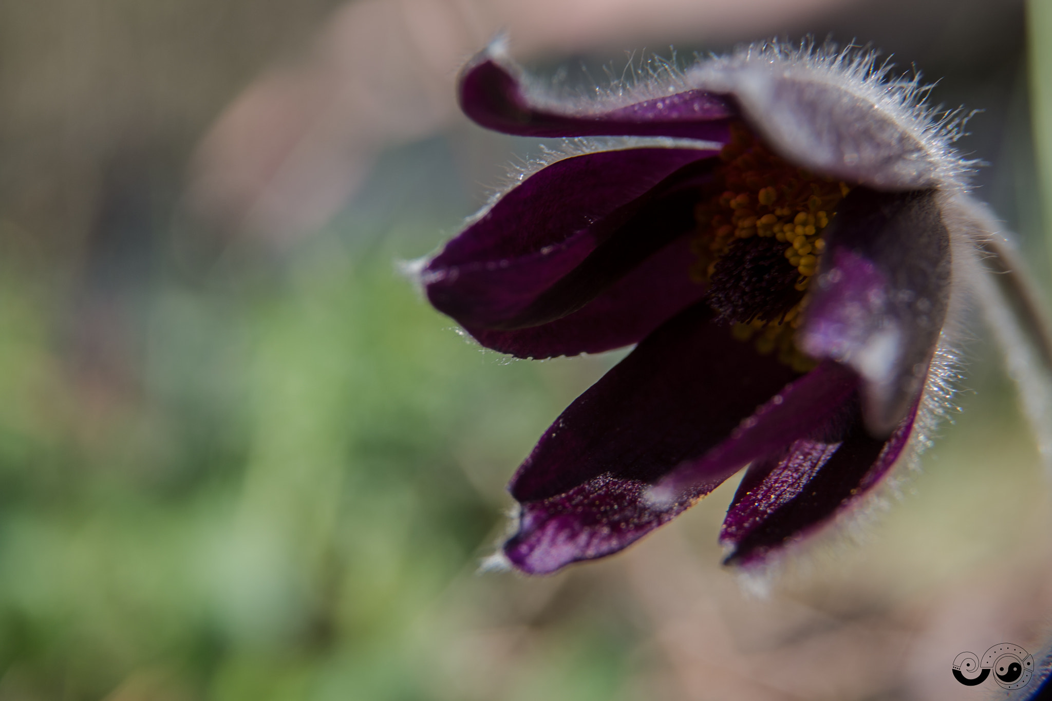 Sigma 24-60mm f/2.8 EX DG sample photo. Spring flower (pulsatilla) photography