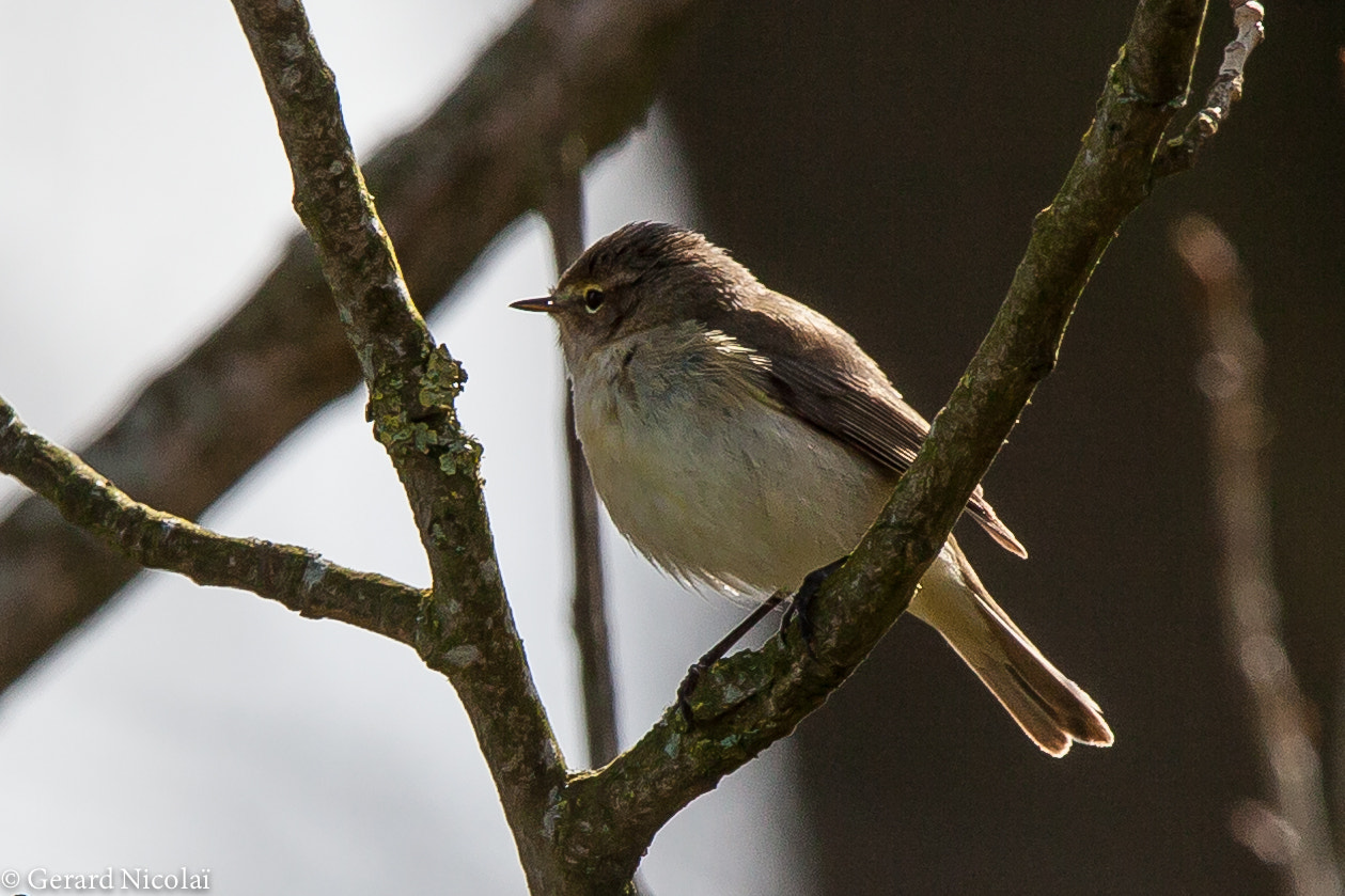 Canon EF 300mm F2.8L IS USM sample photo. Common chiffchaff photography