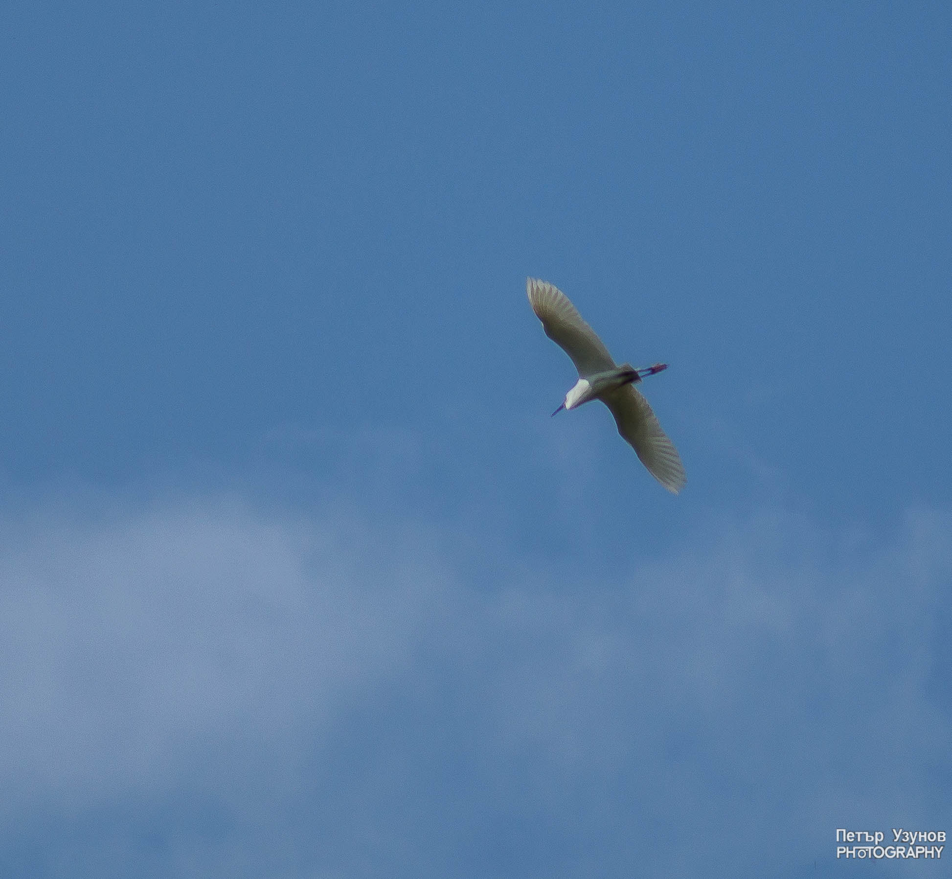 Minolta AF 80-200mm F4.5-5.6 sample photo. White heron bird in fly photography