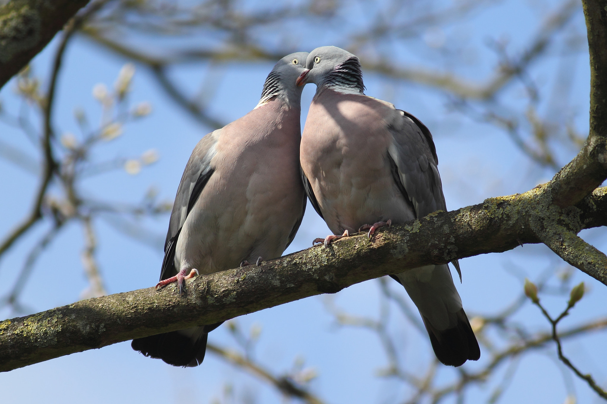 Canon EOS 60D + Canon EF 400mm F5.6L USM sample photo. Two wood pigeons photography