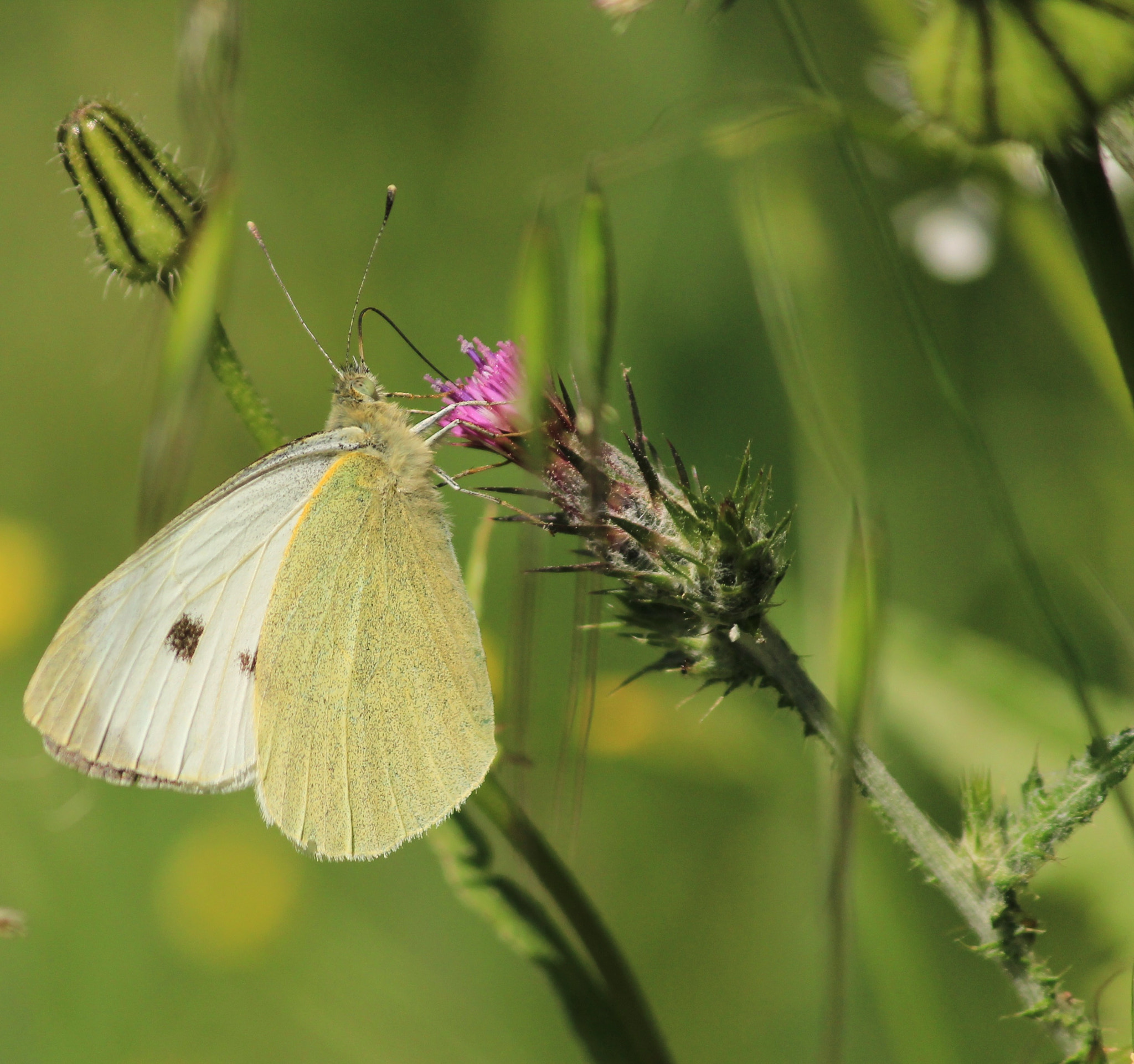 Canon EF-S 55-250mm F4-5.6 IS II sample photo