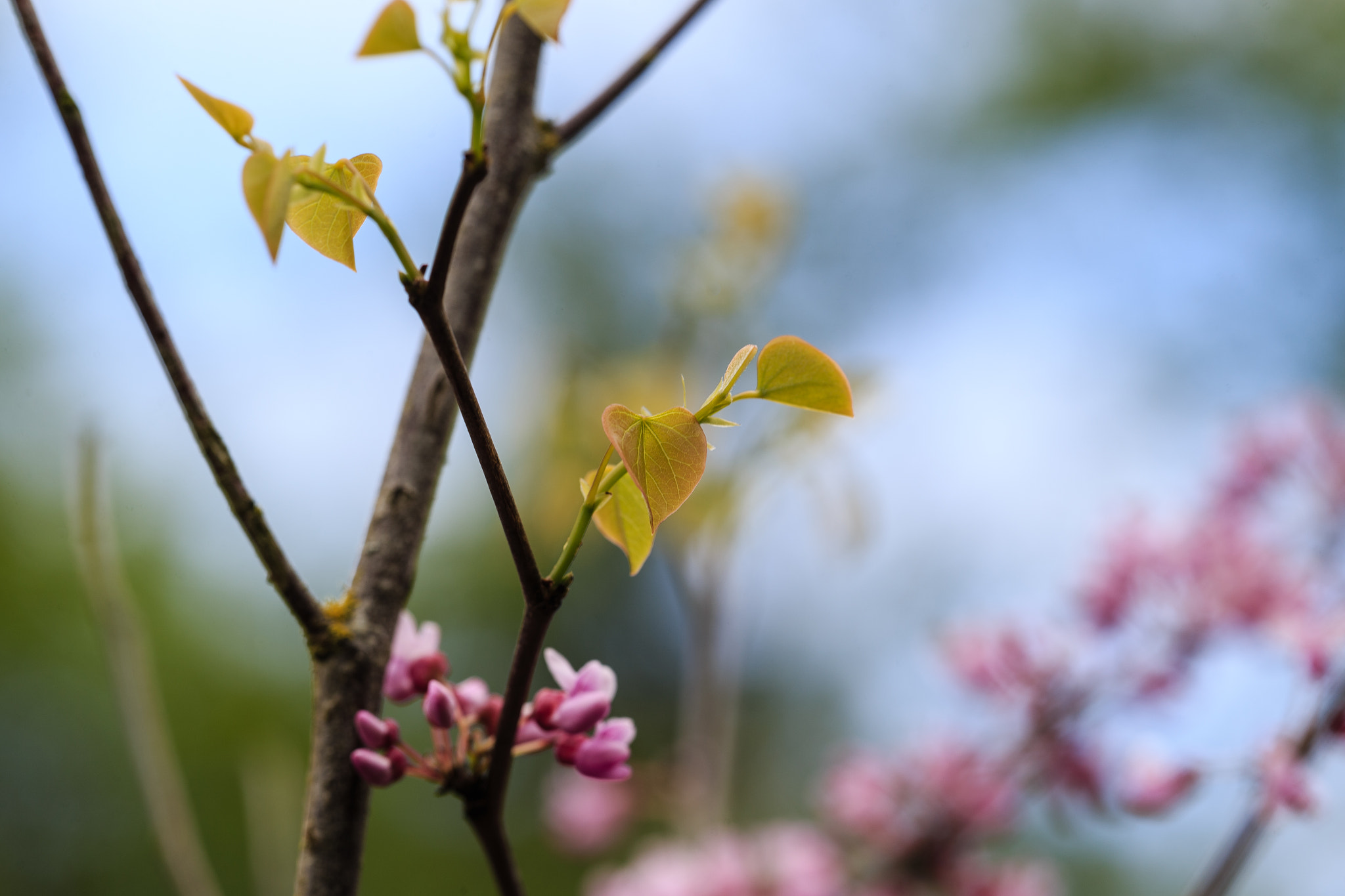 ZEISS Apo Sonnar T* 135mm F2 sample photo. Baby leaves photography