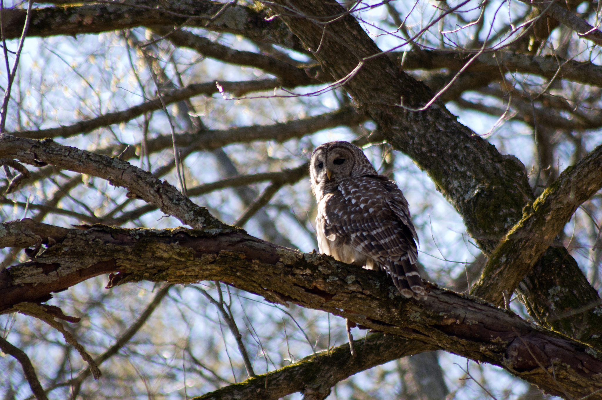 Pentax K-x + Sigma sample photo. Barred owl photography