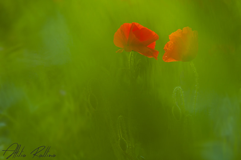 Canon EOS 50D + Sigma 105mm F2.8 EX DG Macro sample photo. Guardami photography