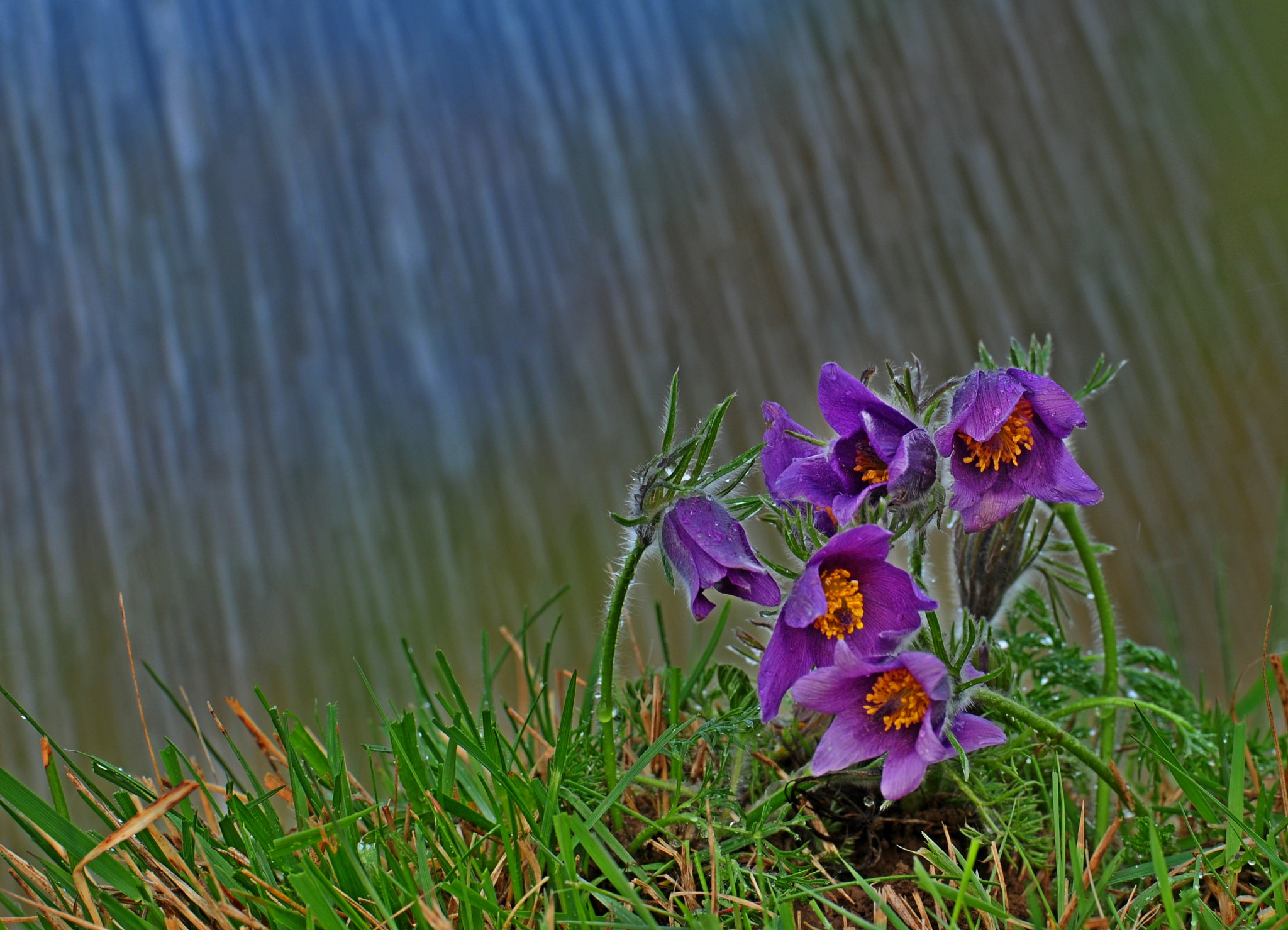 Sigma APO Macro 180mm F3.5 EX DG HSM sample photo. Pasqueflower in the rain photography