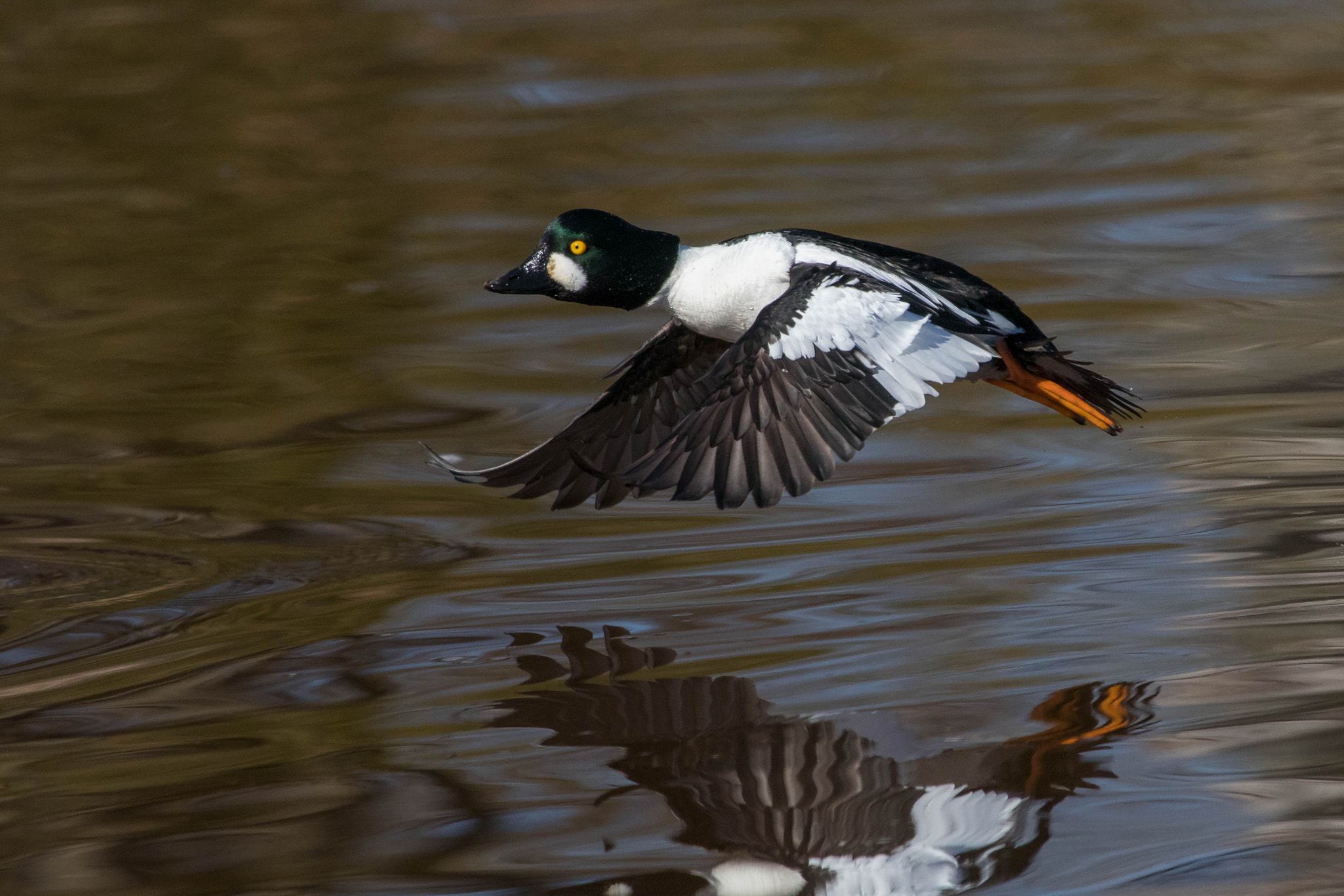 Canon EF 100-400mm F4.5-5.6L IS USM sample photo. Common goldeneye photography