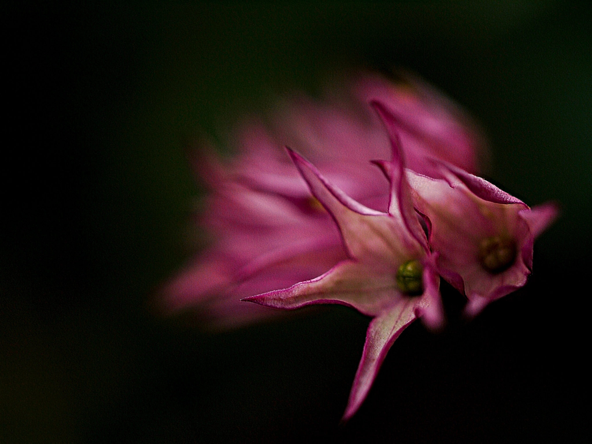 Olympus PEN E-P2 + OLYMPUS 50mm Lens sample photo. Fire flowers photography