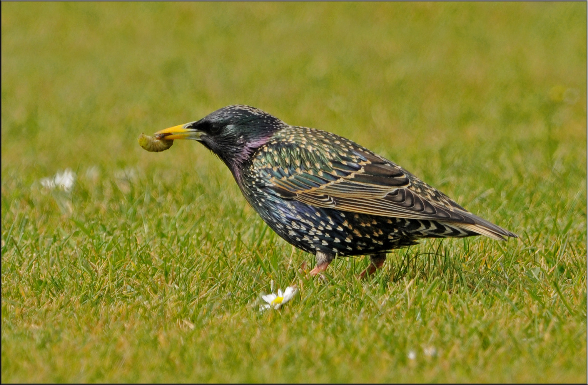 Nikon AF-S Nikkor 400mm F2.8G ED VR II sample photo. Big, fat and juicy photography