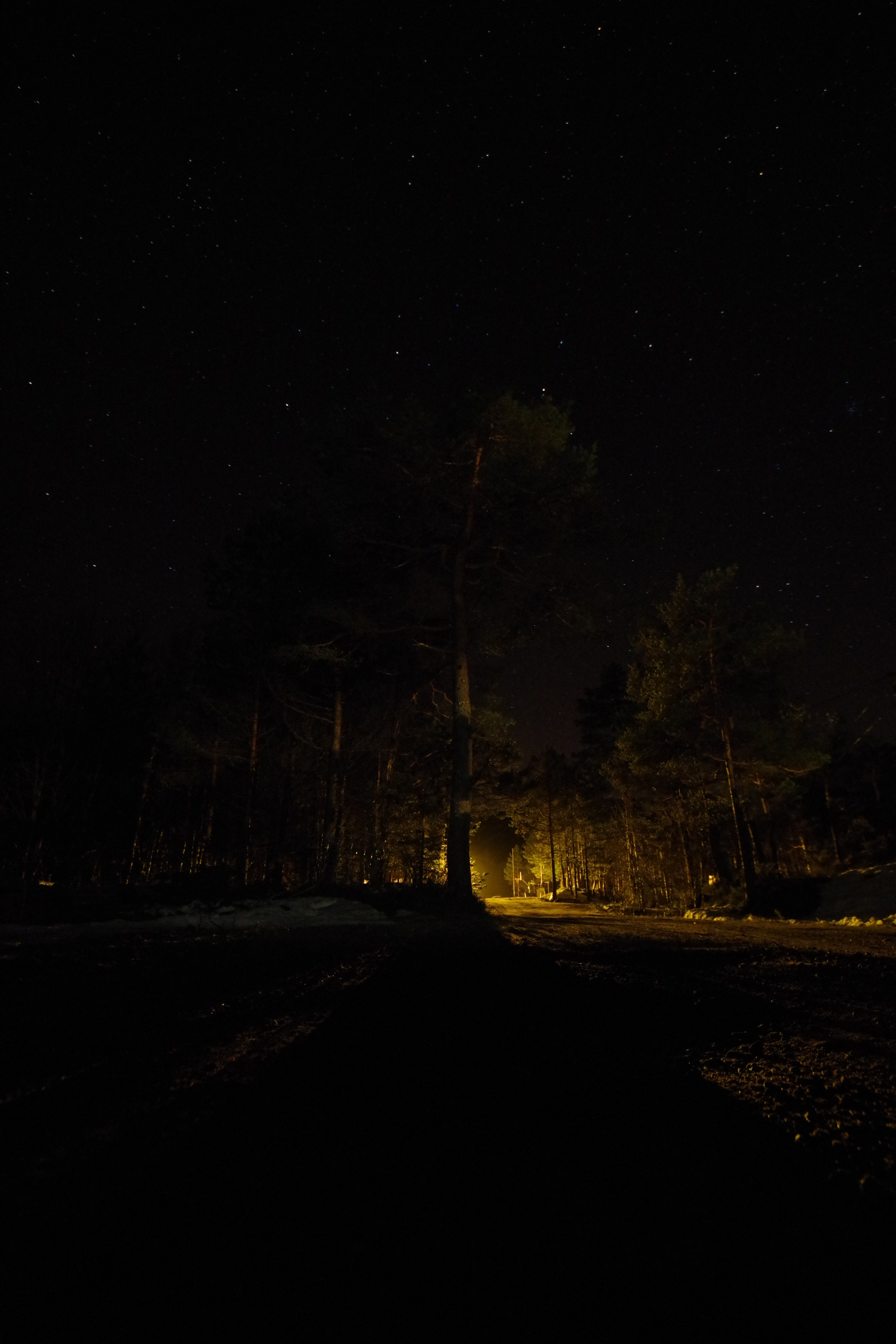 Pentax K-S2 sample photo. Light in the woods photography