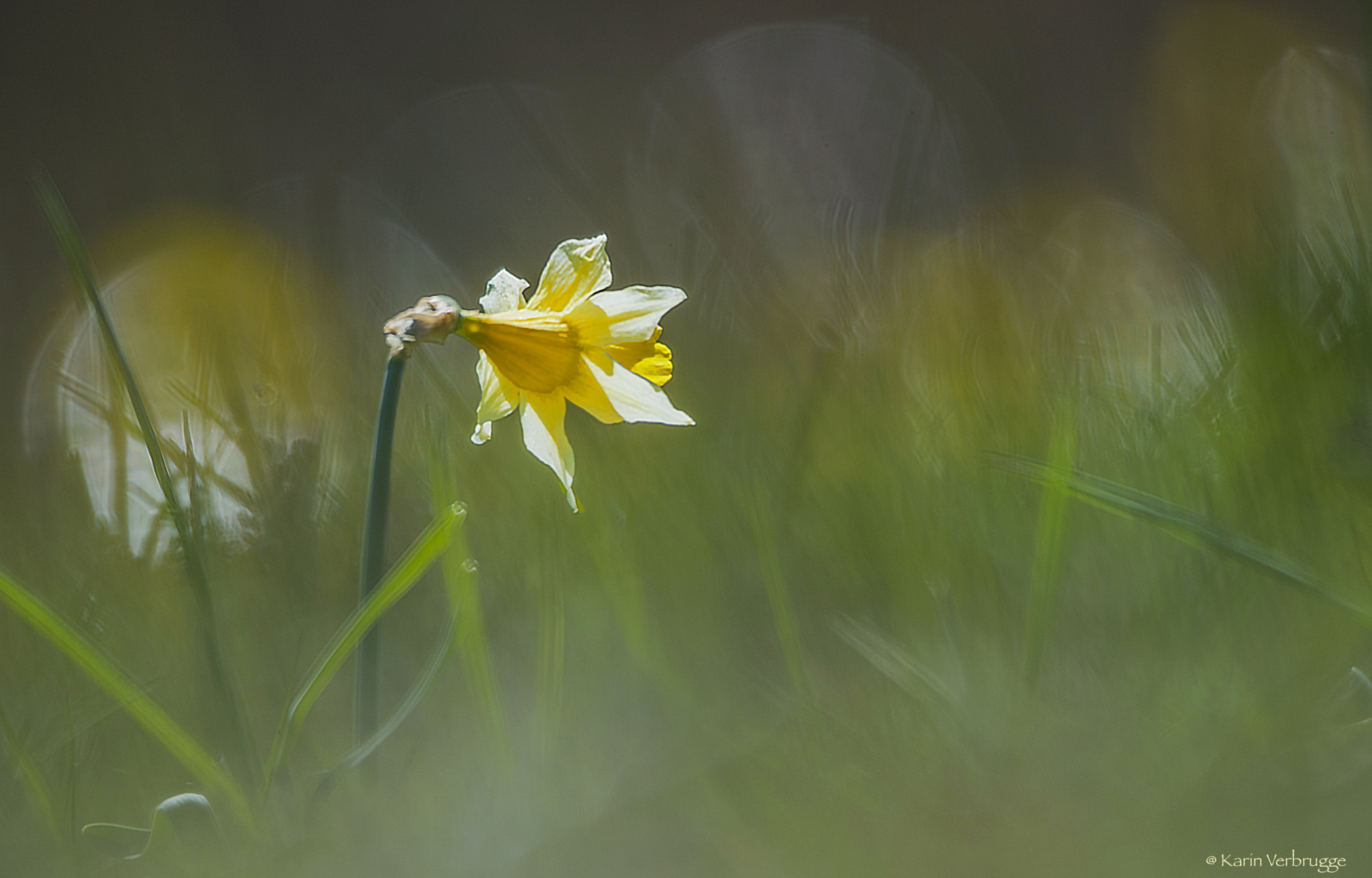 Sigma 120-400mm F4.5-5.6 DG OS HSM sample photo. Narcissus photography