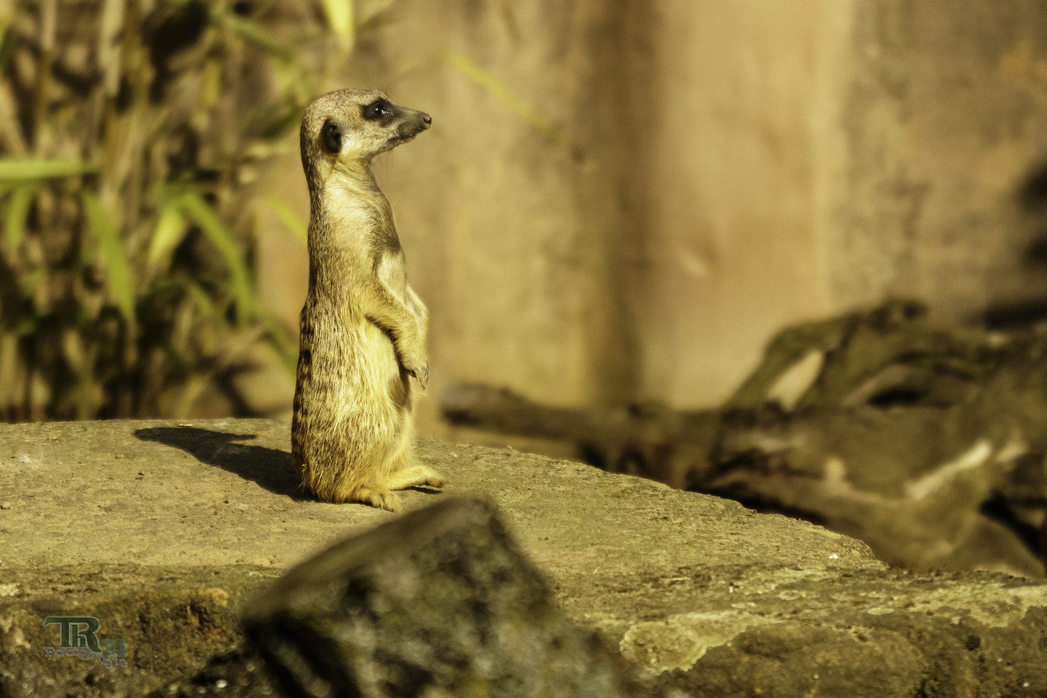 Sony ILCA-77M2 sample photo. Meerkat photography