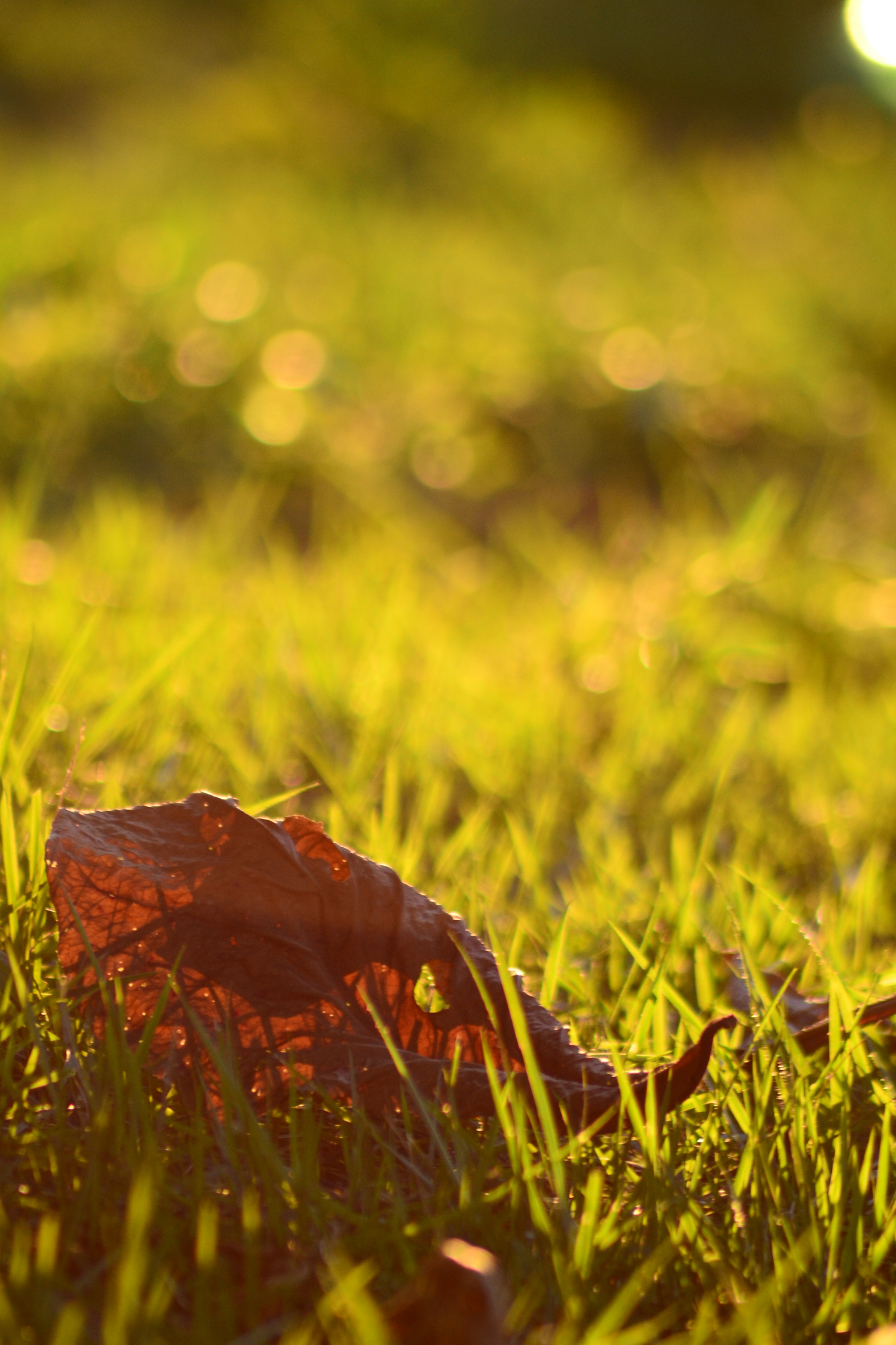 Nikon AF Nikkor 70-300mm F4-5.6G sample photo. Golden leaf photography
