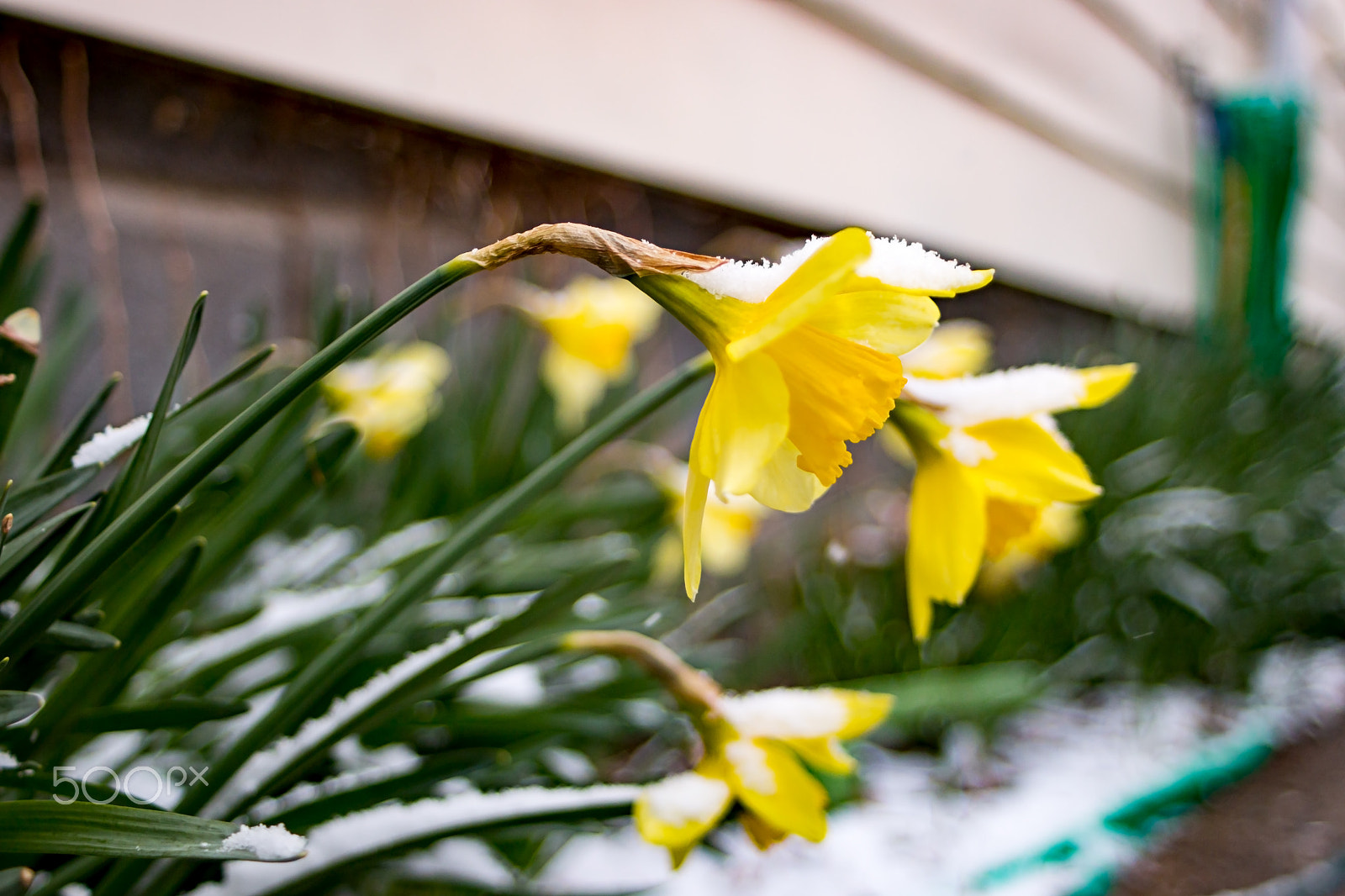 Canon EF 28-80mm f/3.5-5.6 USM IV sample photo. Springtime photography