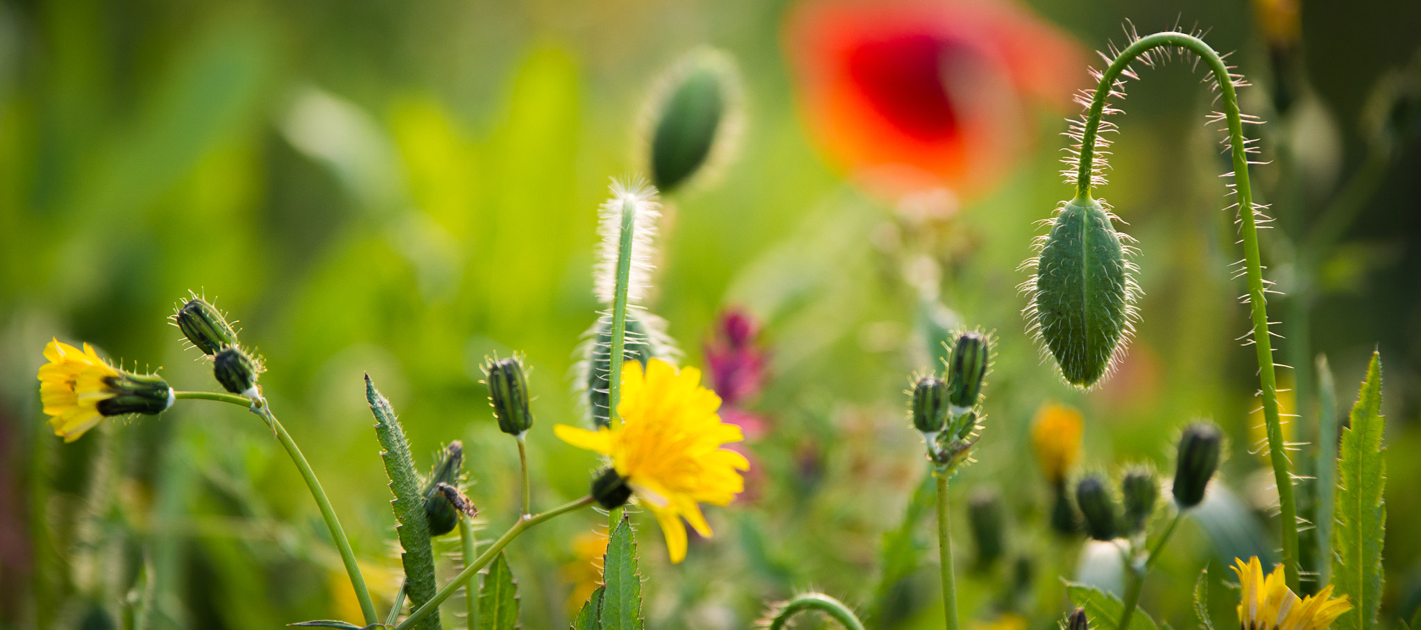 Panasonic Lumix DMC-GH3 sample photo. Flores silvestres photography