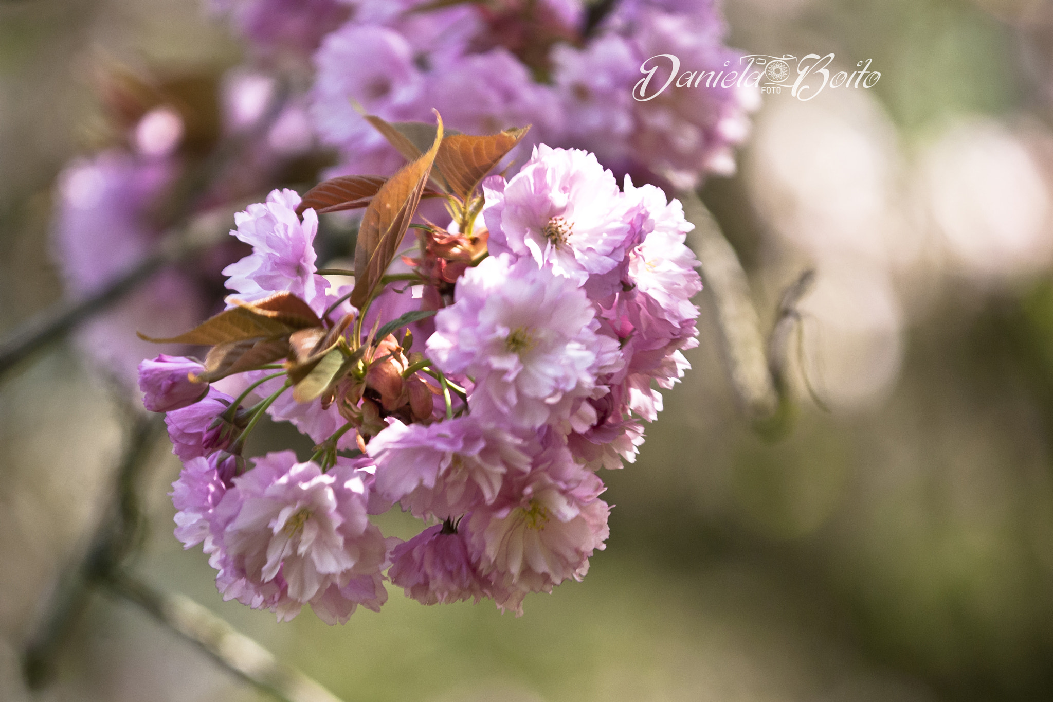 AF-S Zoom-Nikkor 80-200mm f/2.8D IF-ED sample photo. Bokeh flower photography