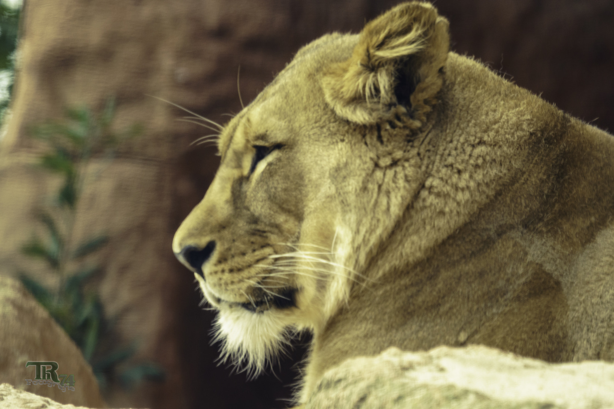 Minolta AF 300mm F2.8 HS-APO G sample photo. The lion photography