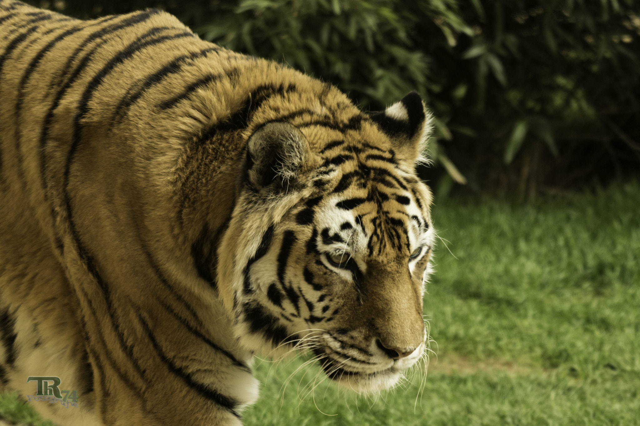 Sony ILCA-77M2 sample photo. Tiger walking aroud photography