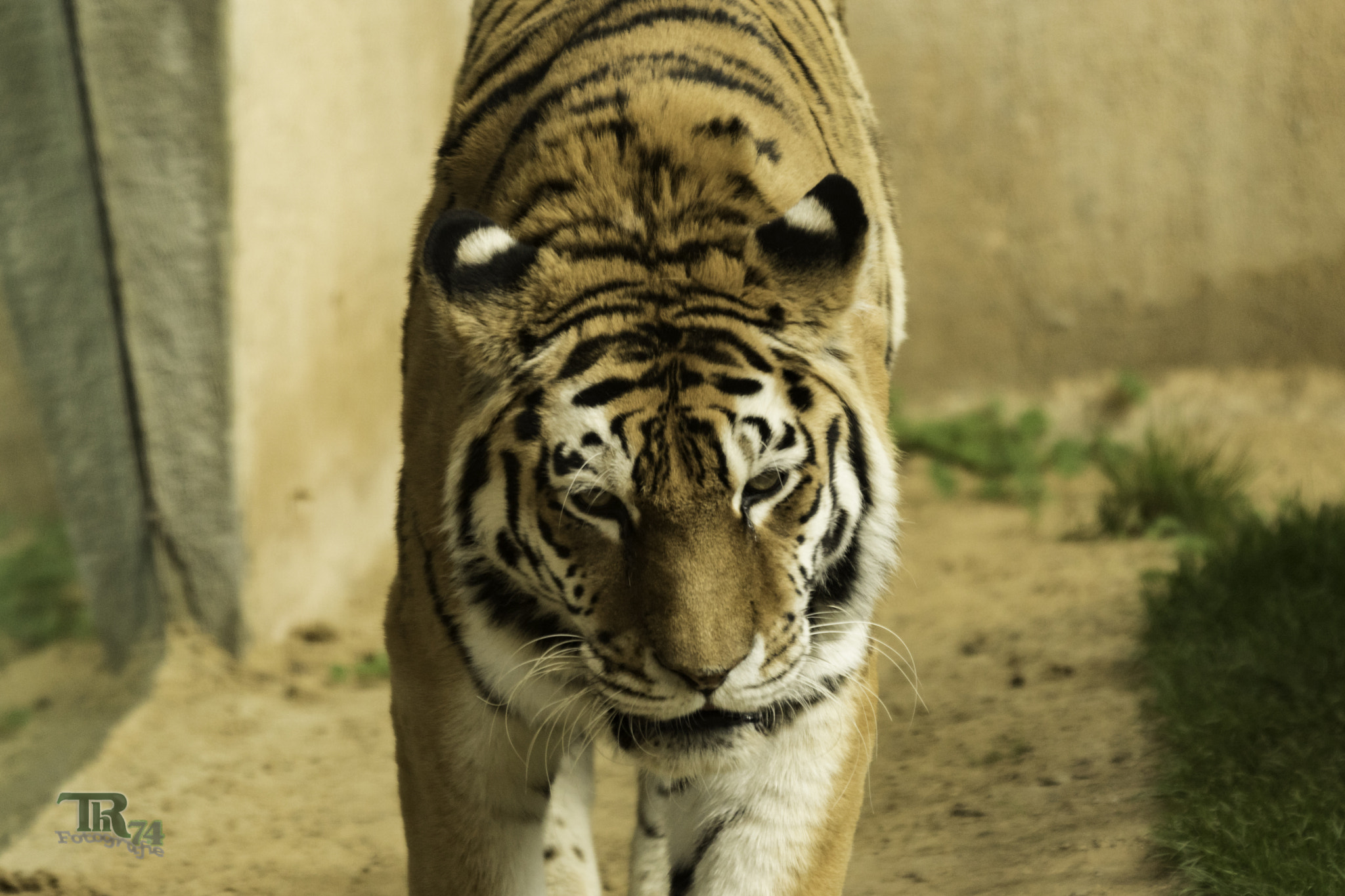 Sony ILCA-77M2 sample photo. Tiger coming towards photography