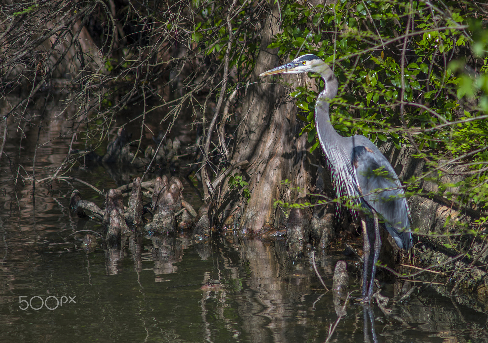Nikon D5500 + AF Zoom-Nikkor 70-210mm f/4 sample photo. Nature 2 photography