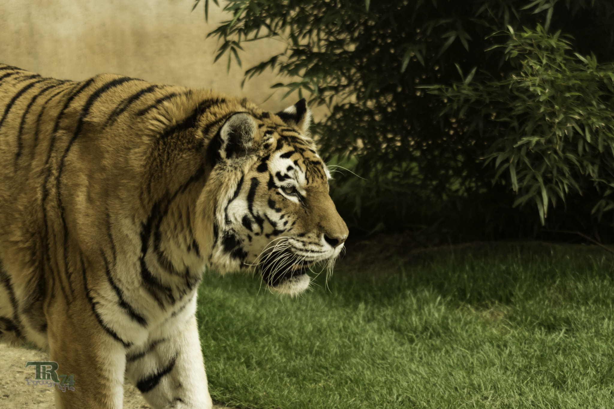 Sony ILCA-77M2 sample photo. Tiger from the left photography
