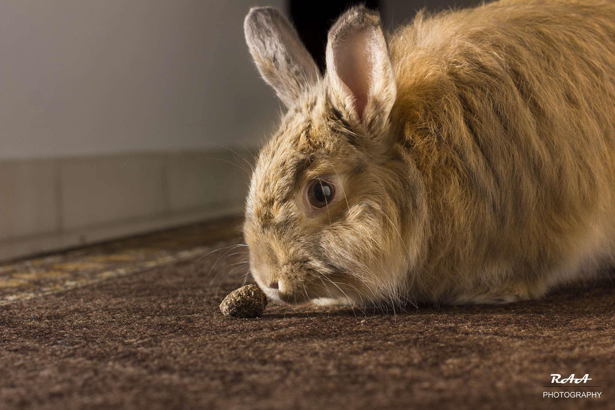 Canon EOS 550D (EOS Rebel T2i / EOS Kiss X4) + Canon EF 50mm F2.5 Macro sample photo. My bunny photography