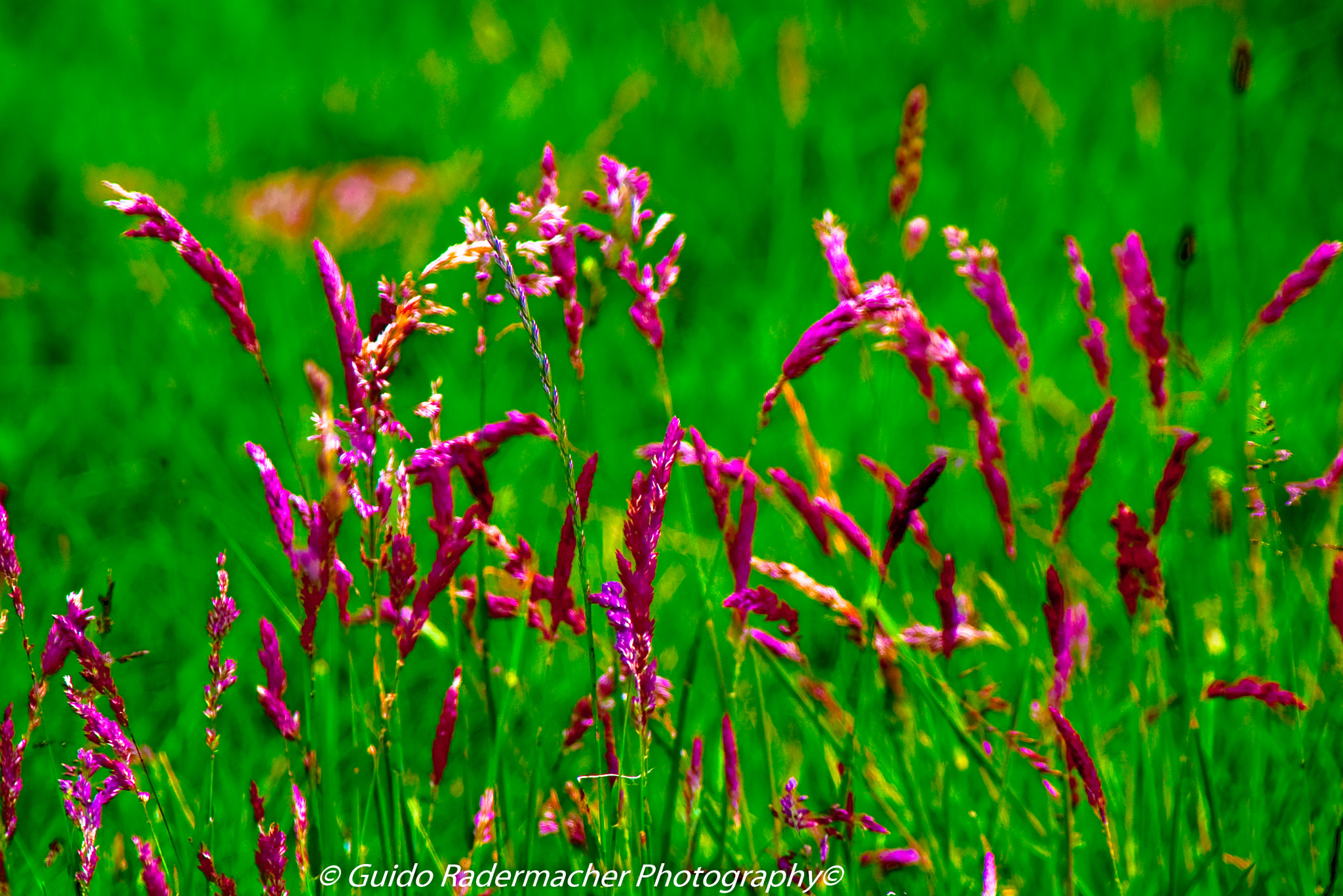 Tamron AF 28-300mm F3.5-6.3 XR Di LD Aspherical (IF) Macro sample photo. Auf der grünen wiese photography