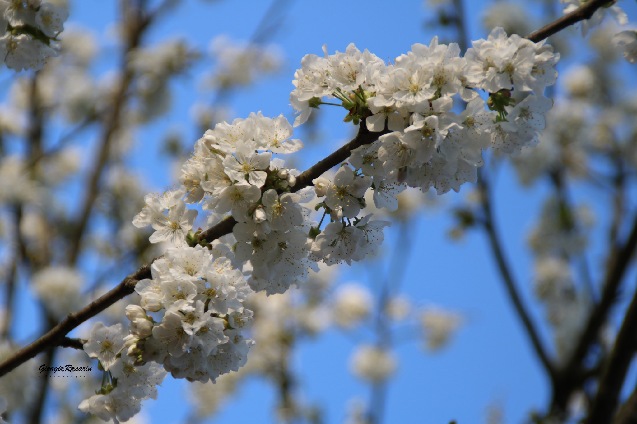 Canon EOS 760D (EOS Rebel T6s / EOS 8000D) sample photo. Primavera photography