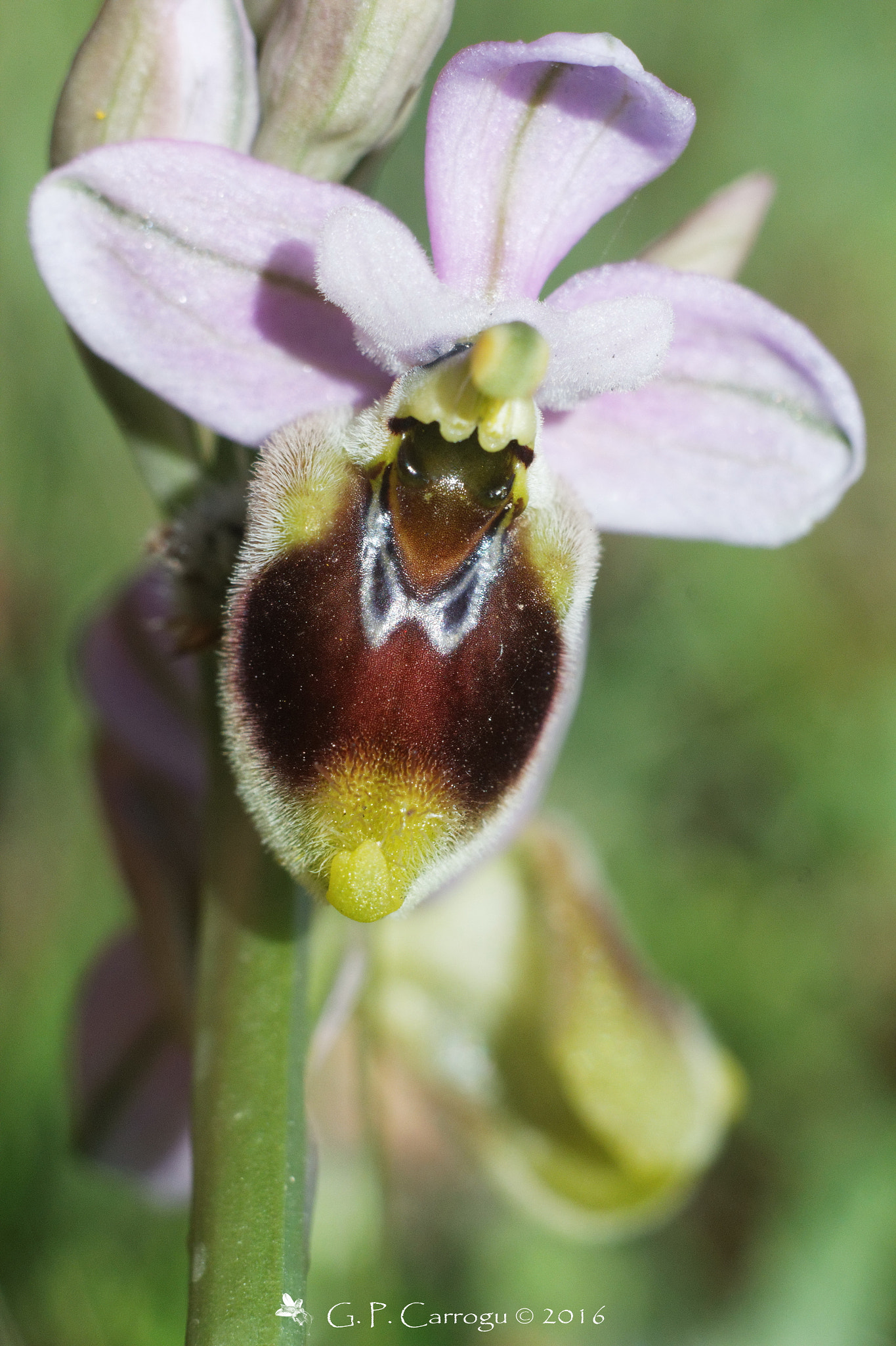 Canon EF 28-80mm f/3.5-5.6 sample photo. Ophrys tenthredinifera, helios 44-2 zebra @  f/5.6 photography