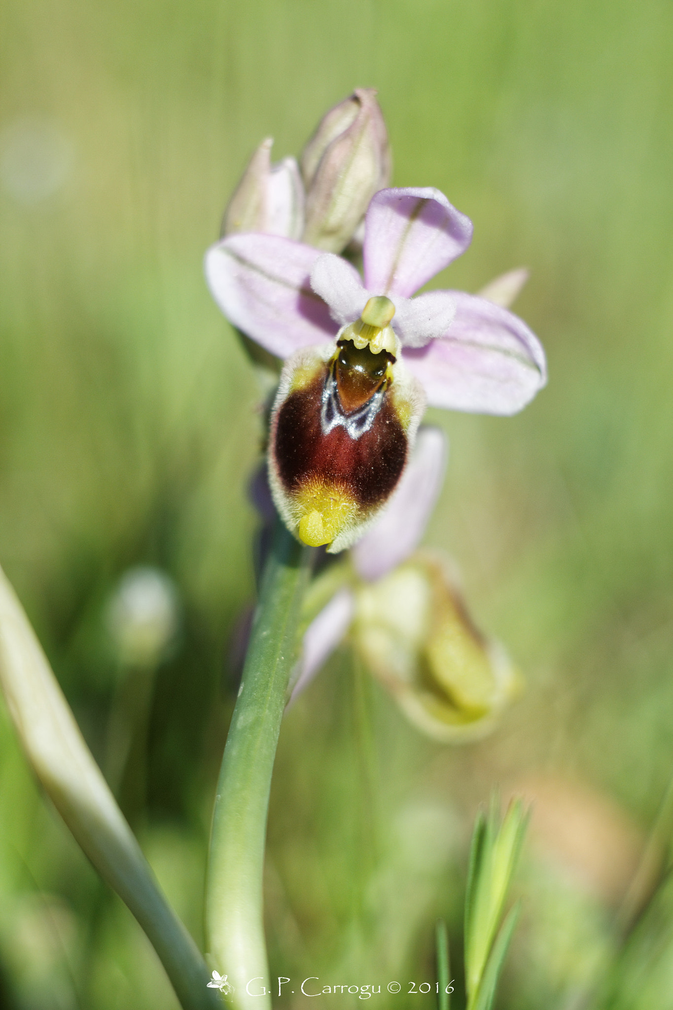 Canon EF 28-80mm f/3.5-5.6 sample photo. Ophrys tenthredinifera, helios 44-2 zebra @ f/4 photography