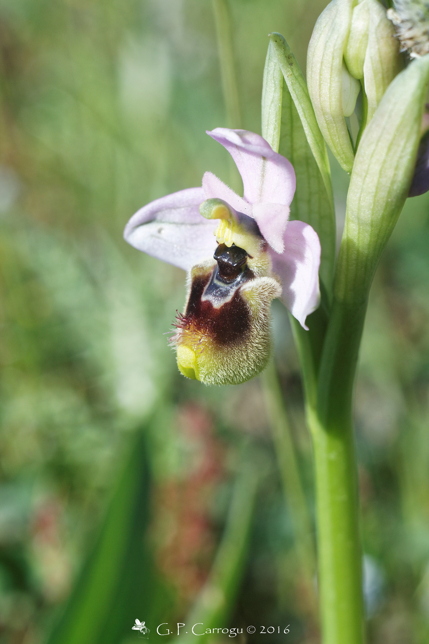 Canon EF 28-80mm f/3.5-5.6 sample photo. Ophrys tenthredinifera, helios 44-2 zebra @ f/16 photography