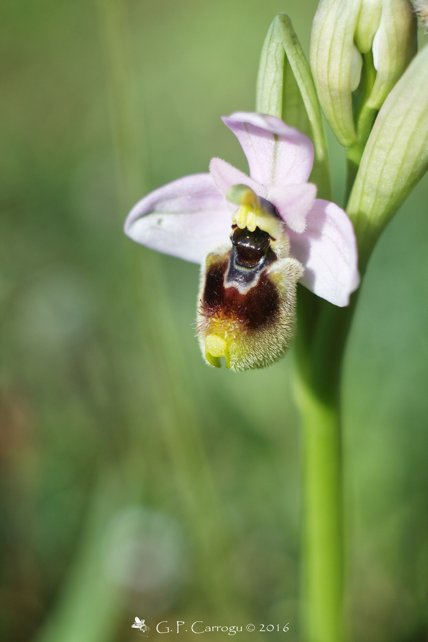 Canon EF 28-80mm f/3.5-5.6 sample photo. Ophrys tenthredinifera, helios 44-2 zebra @  f/4 photography