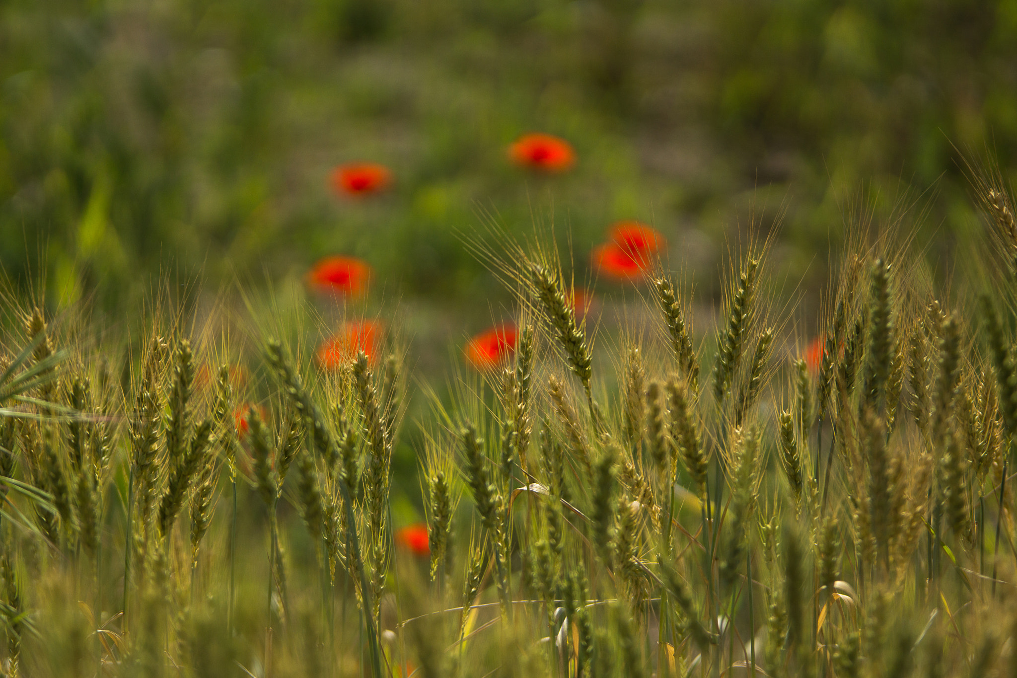 Sony SLT-A77 + Sigma M-AF 70-200mm F2.8 EX APO sample photo. In the wheat field photography