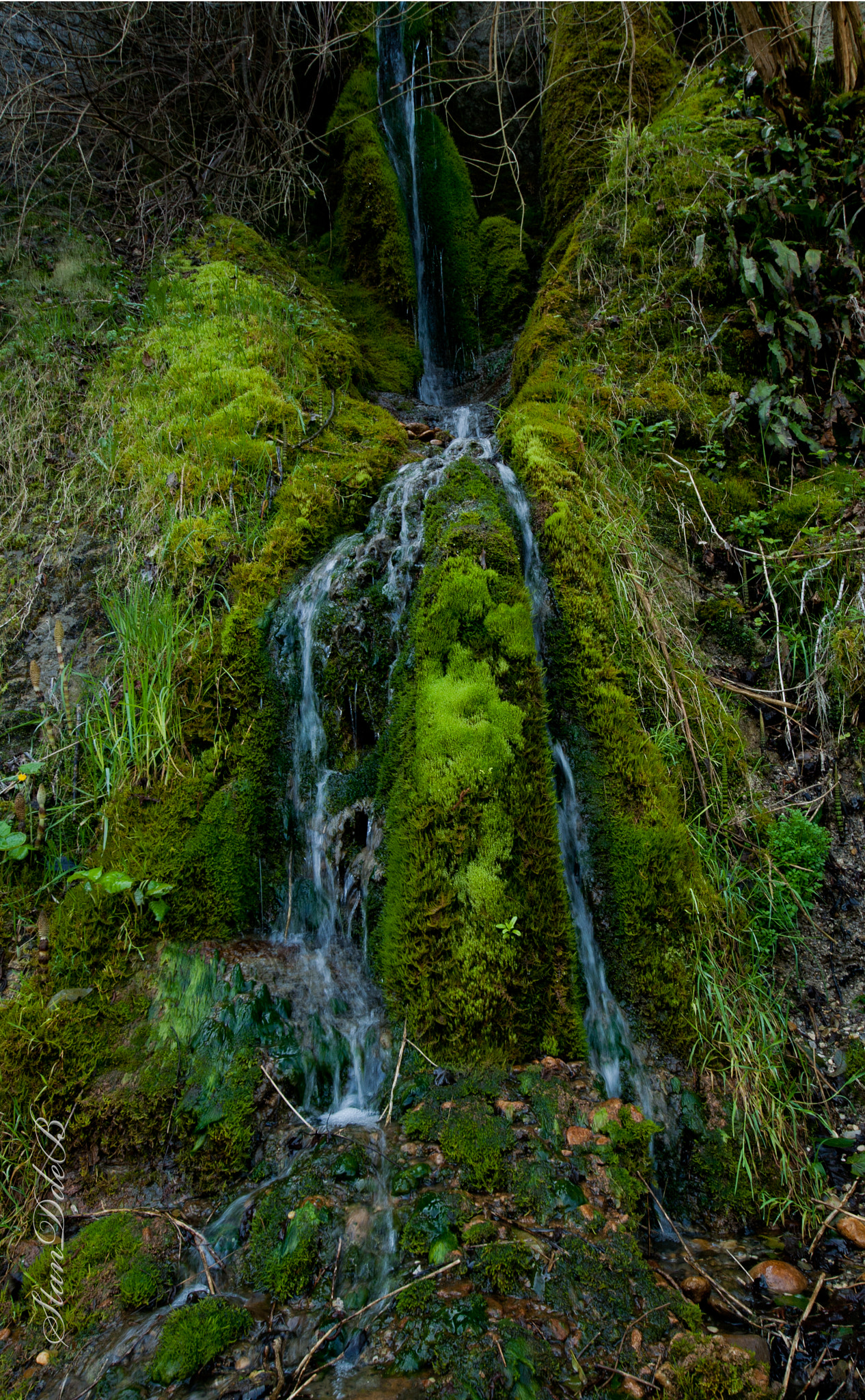 Sigma 8-16mm F4.5-5.6 DC HSM sample photo. Cascade de verdure photography
