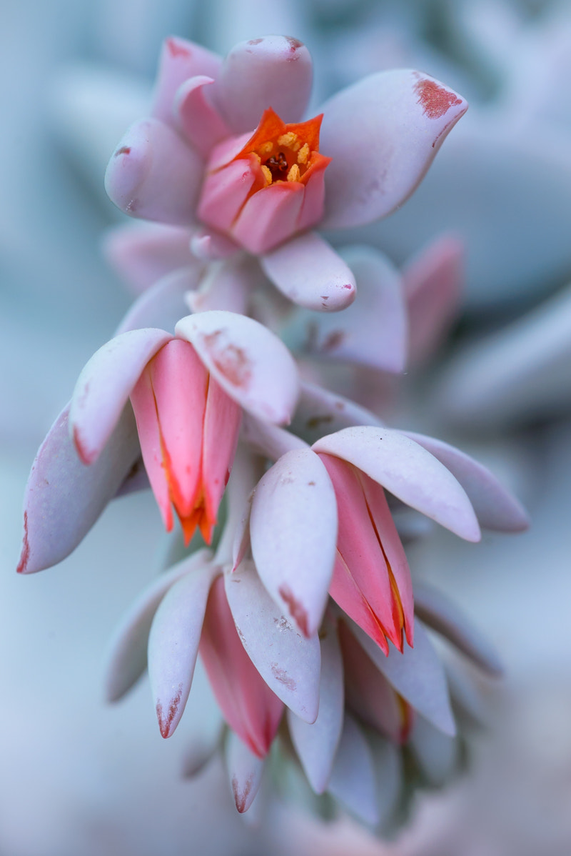 Sigma 150mm F2.8 EX DG Macro HSM sample photo. Echeveria photography