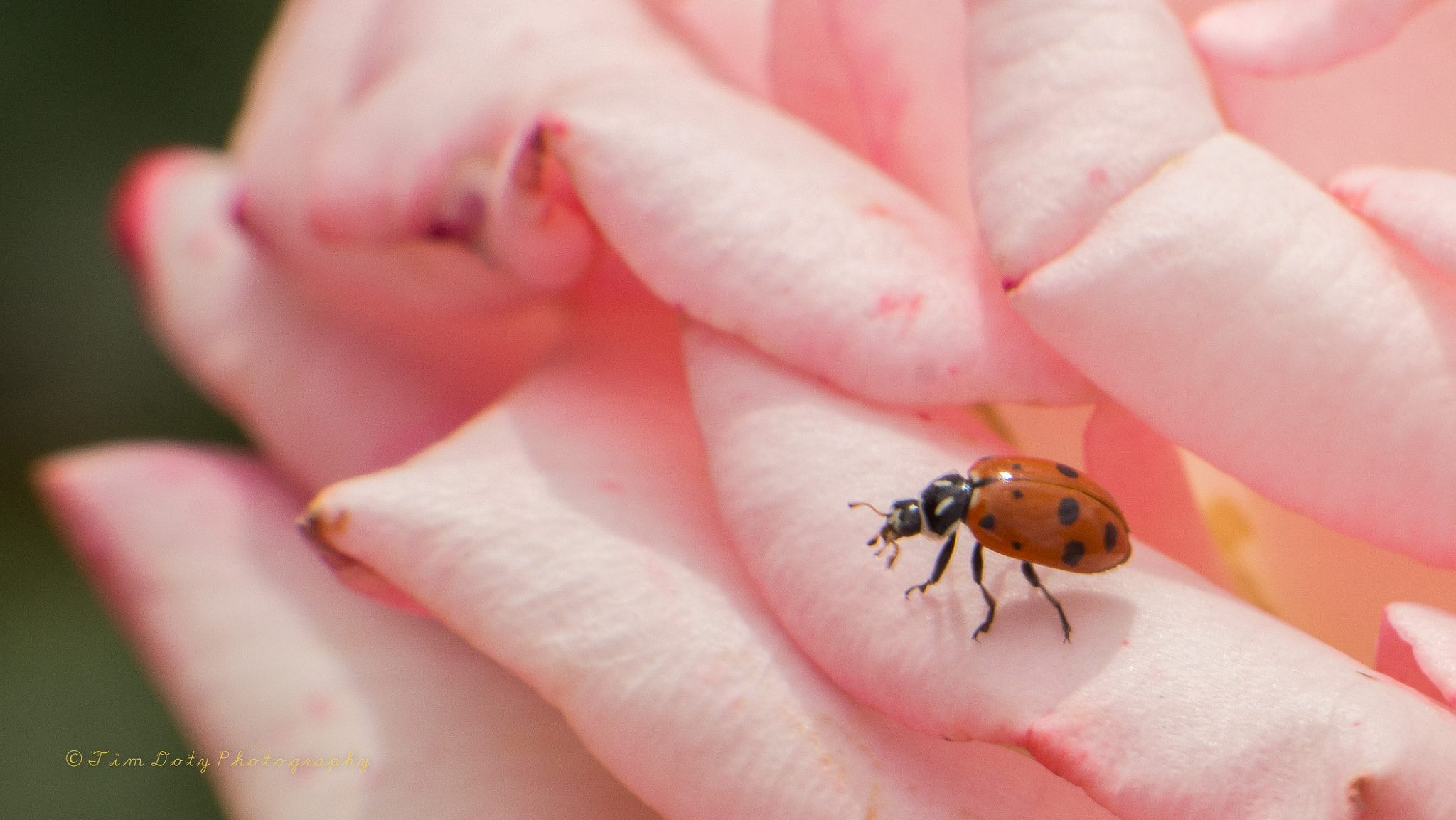 Minolta AF 200mm F2.8 G APO sample photo. Was at rose garden and saw this lady bug. photography
