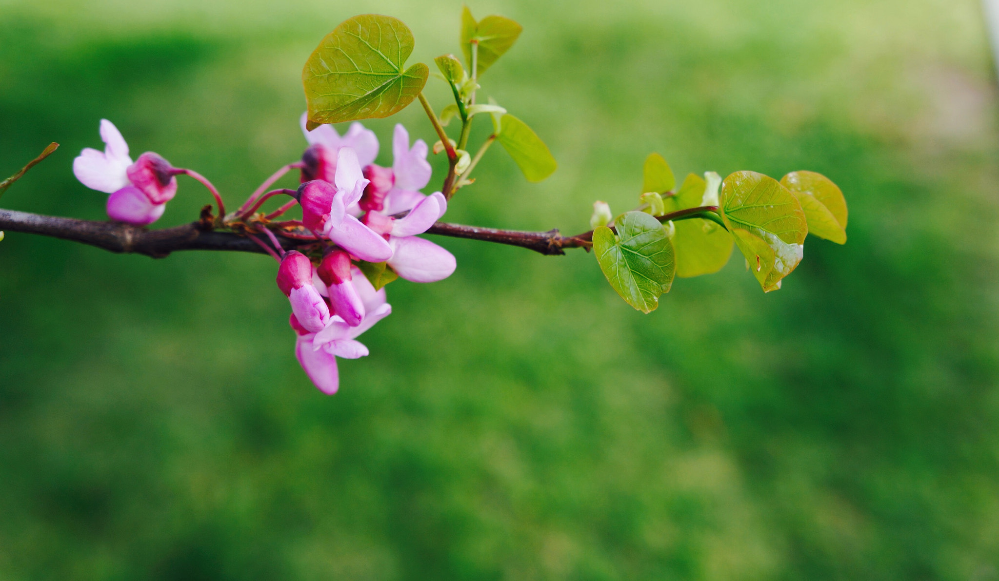 Tamron 18-200mm F3.5-6.3 Di III VC sample photo. Primavera photography