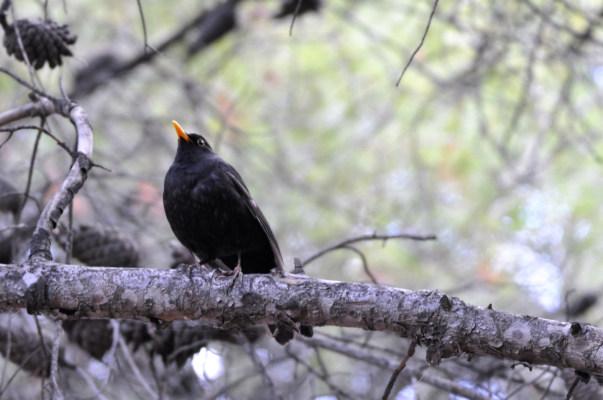 Sigma 150-600mm F5-6.3 DG OS HSM | C sample photo