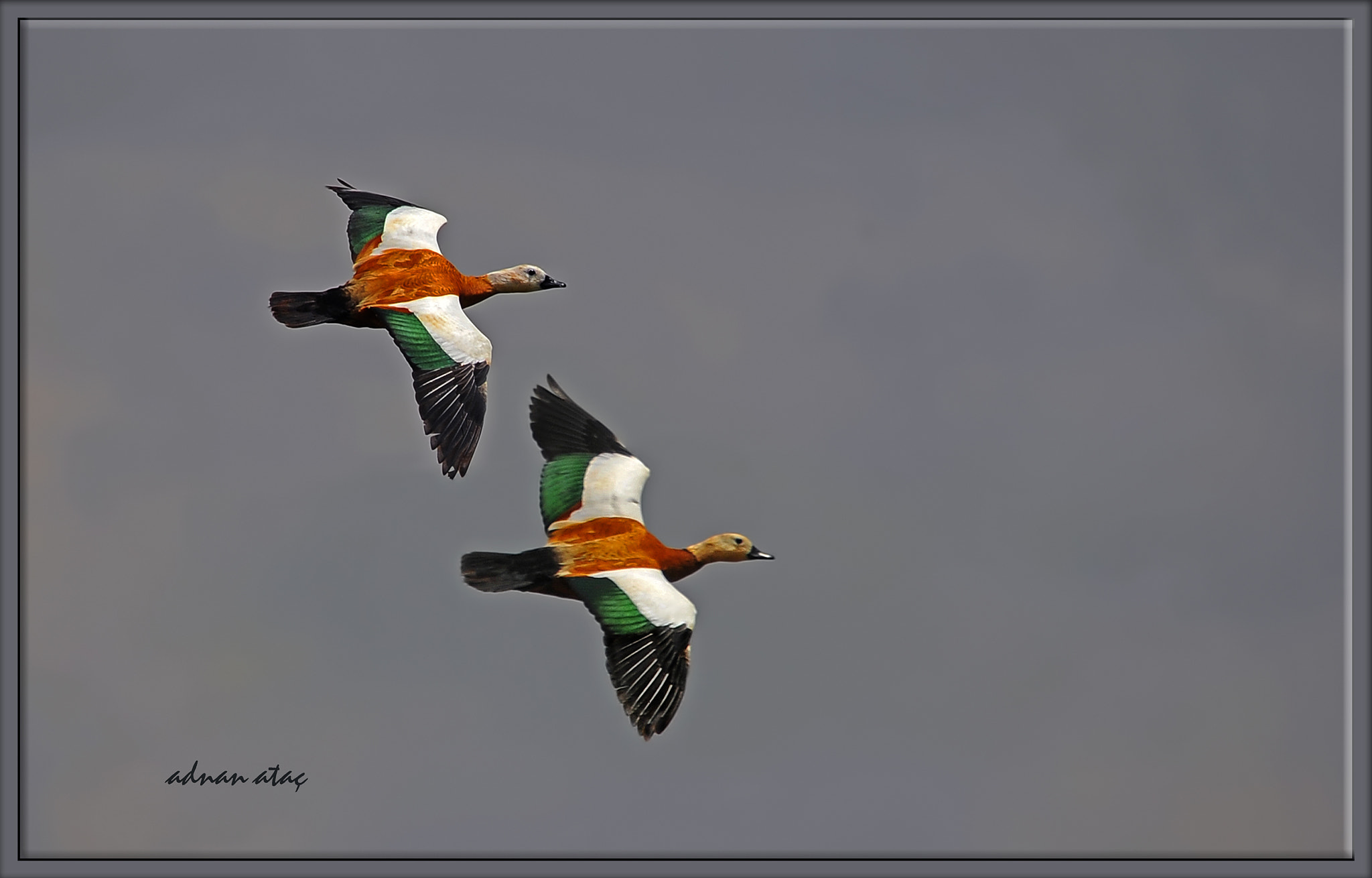 Sigma 50-500mm F4-6.3 EX APO RF HSM sample photo. Angıt - tadorna ferruginea - ruddy shelduck photography