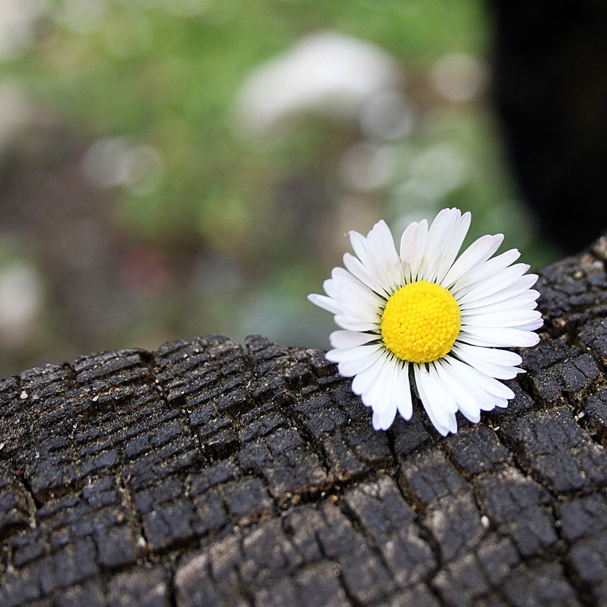 Canon EF-S 18-55mm F3.5-5.6 sample photo