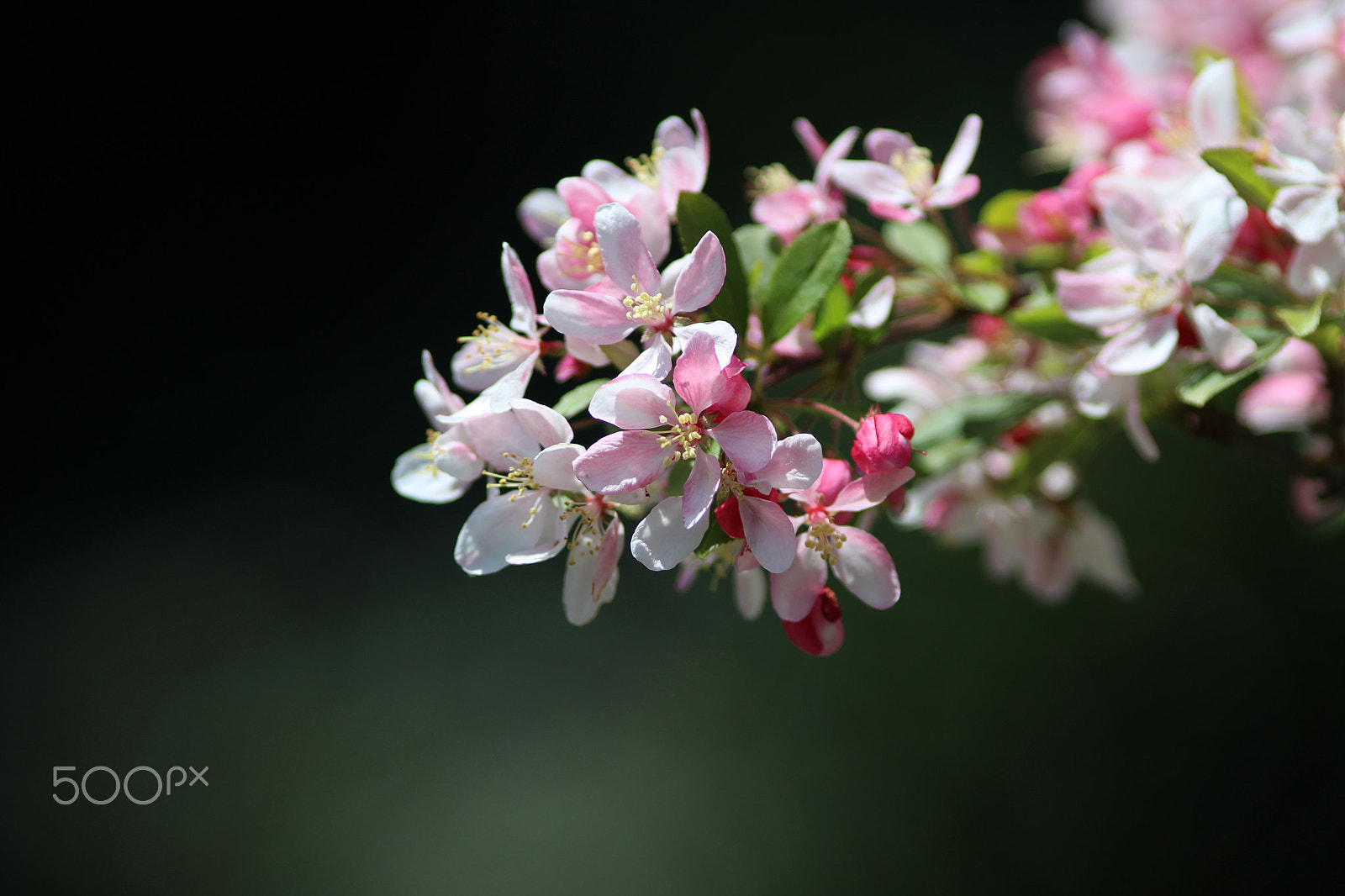 Canon EF 200mm F2.8L II USM sample photo. Fresh blossom photography