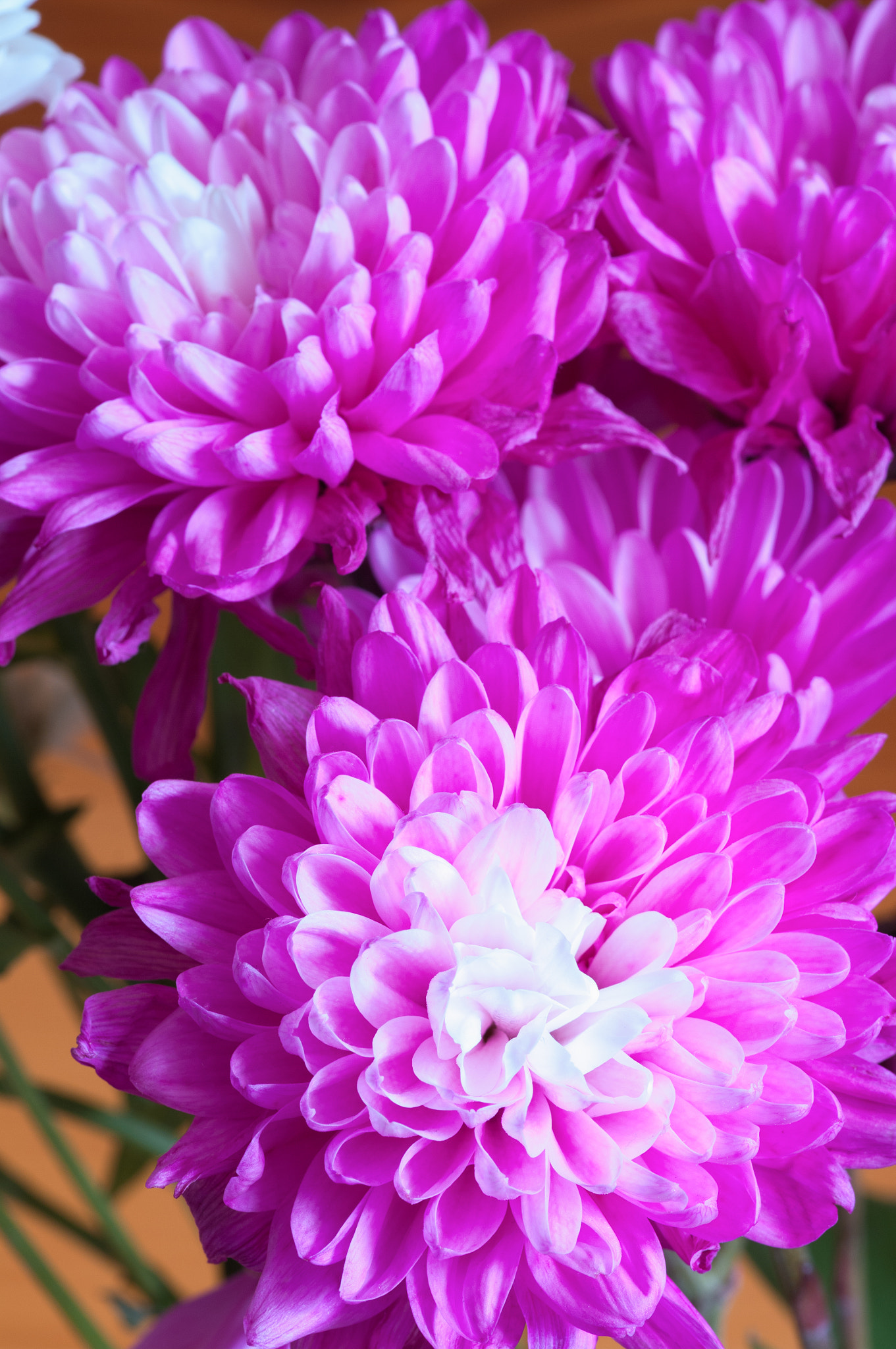 Pentax smc D-FA 100mm F2.8 Macro WR sample photo. Pink chrysanthemum photography