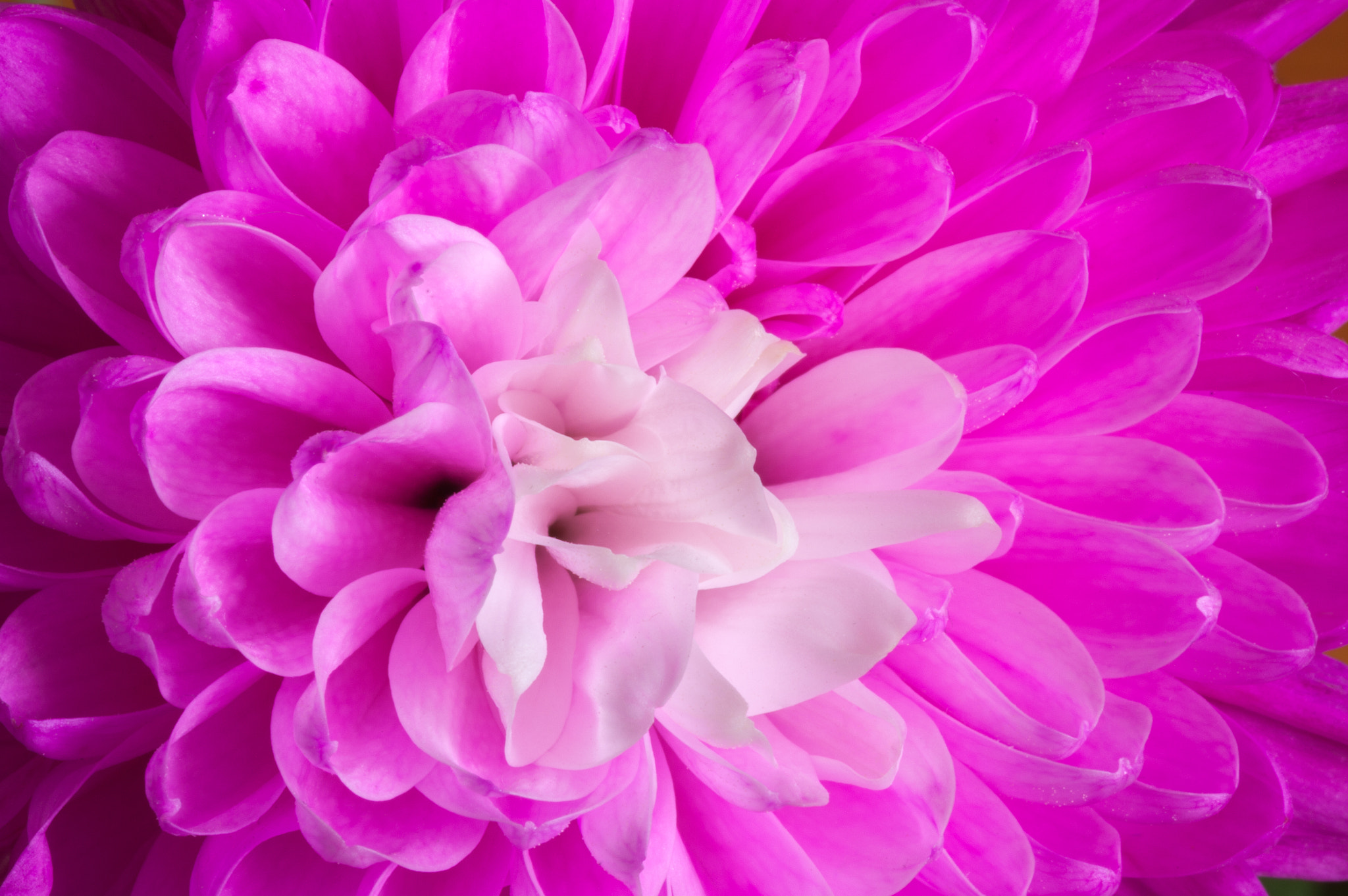 Pentax smc D-FA 100mm F2.8 Macro WR sample photo. Pink chrysanthemum photography