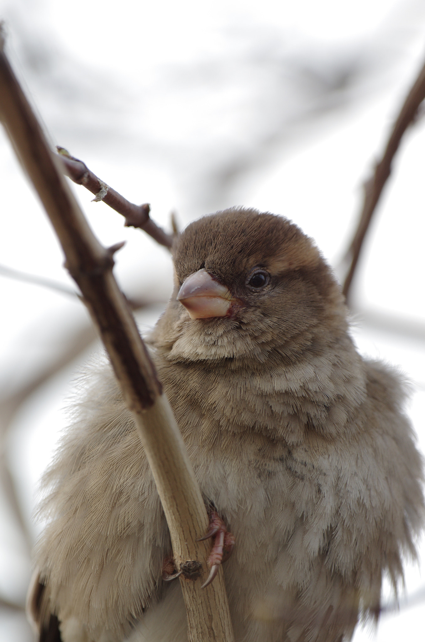 Pentax K-5 II sample photo. Should i to escape now? photography
