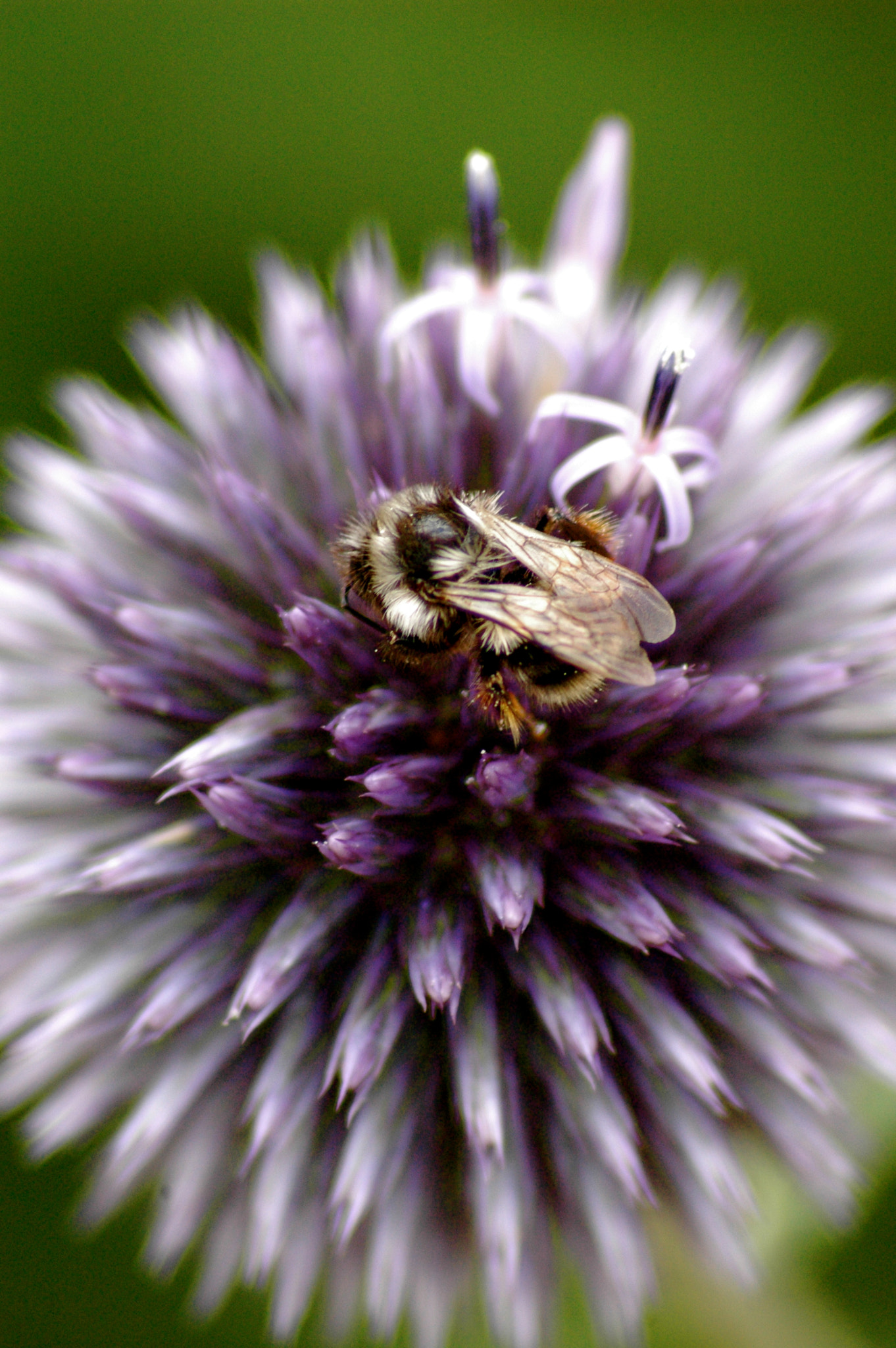 Nikon D70s + Sigma 70-300mm F4-5.6 APO Macro Super II sample photo. Bee feeding photography