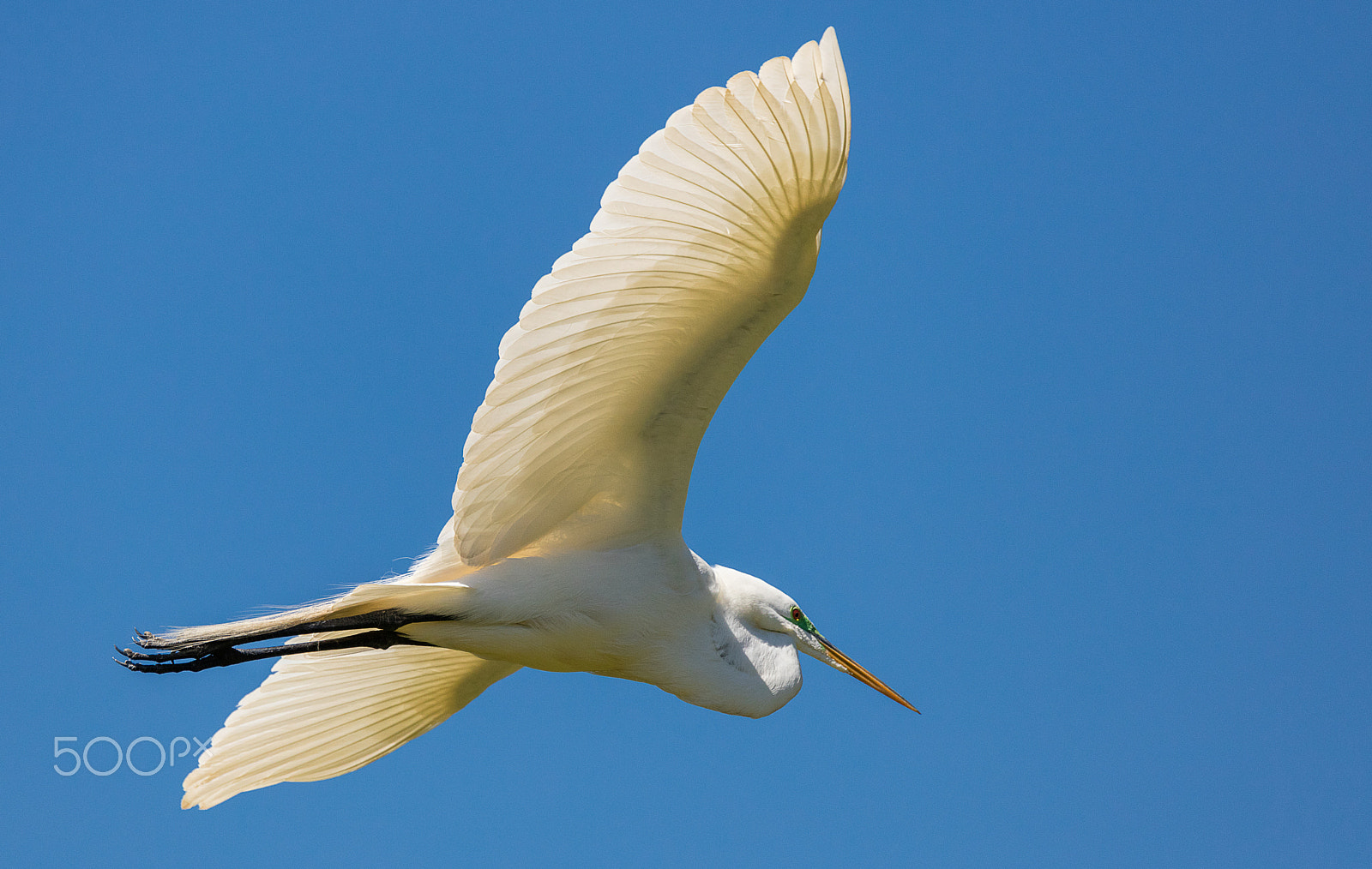 Sigma 150-600mm F5-6.3 DG OS HSM | C sample photo. Great white egret flying photography